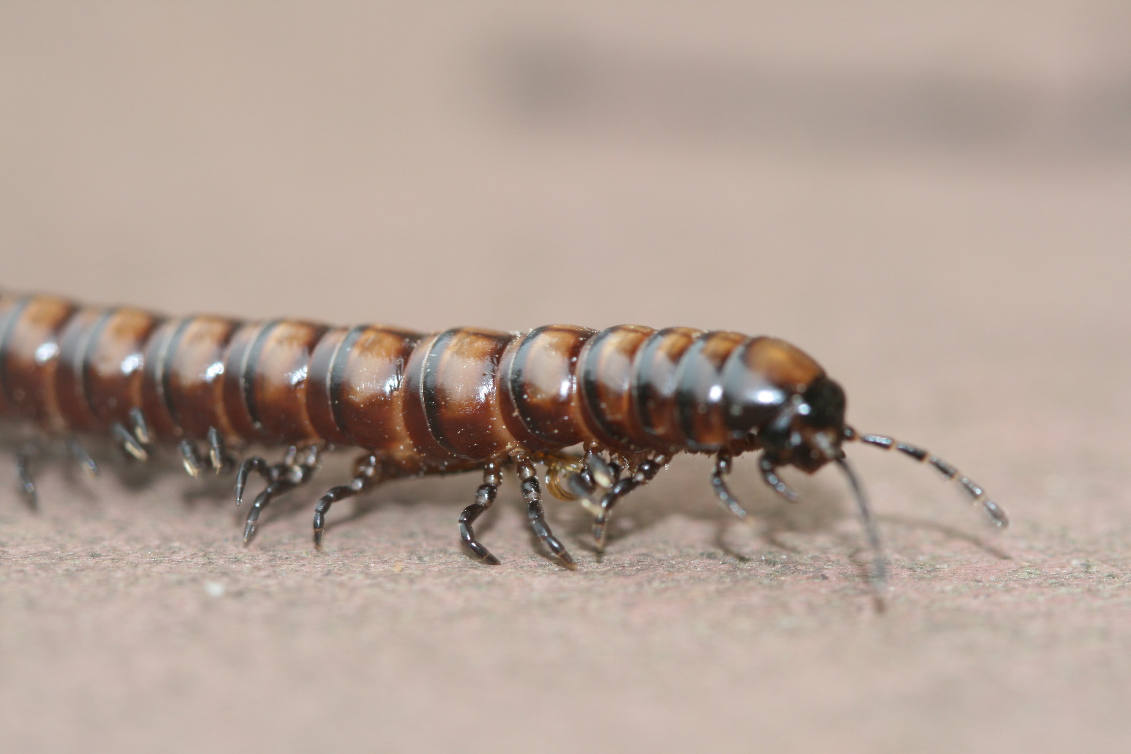 4K, Millipede, Animal, HD Wallpaper