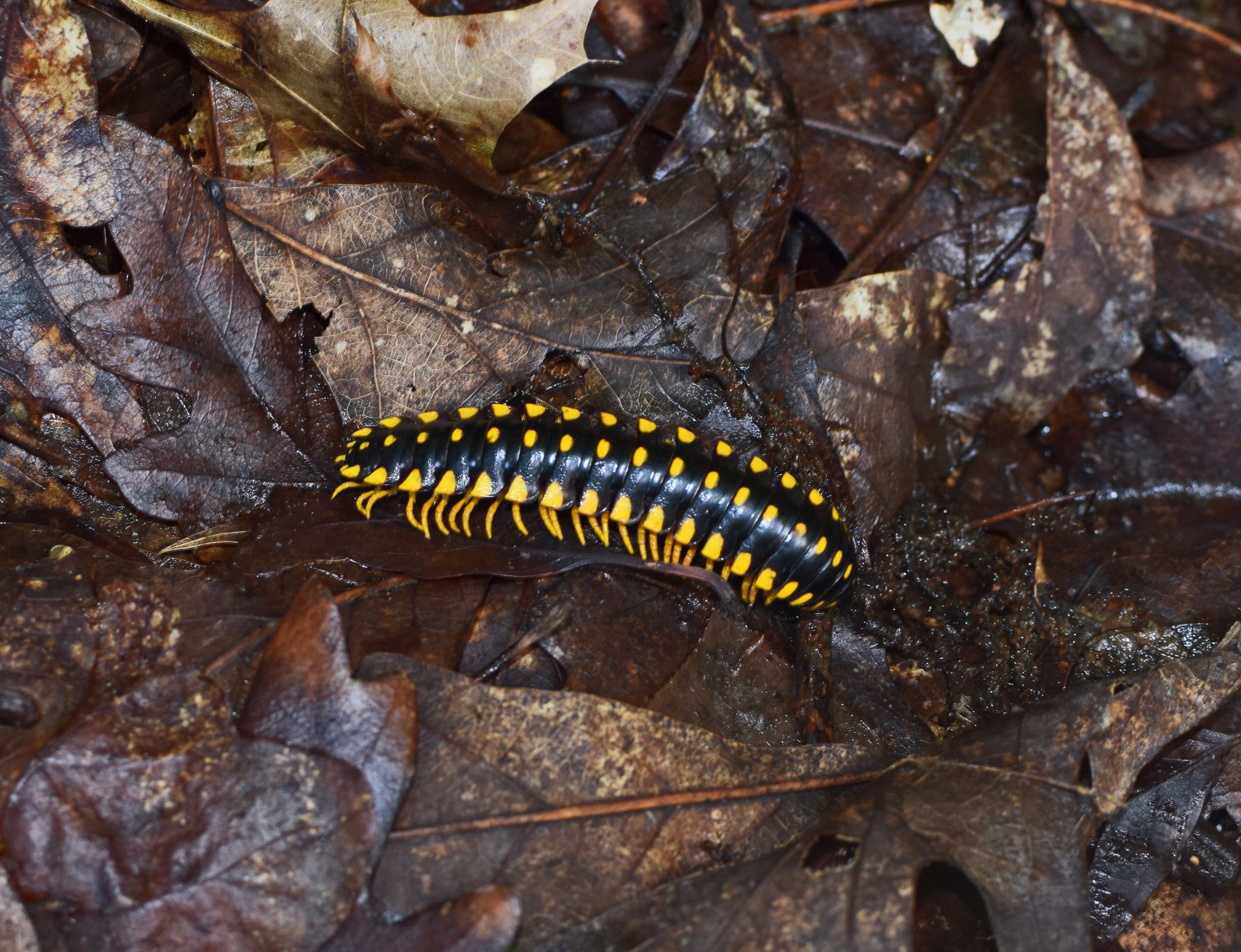 insect, rock - object, millipede, floor, rock, no people, day, outdoors, garden, animals in the wild, yellow, people, black, solid, invertebrate, close-up, HD Wallpaper