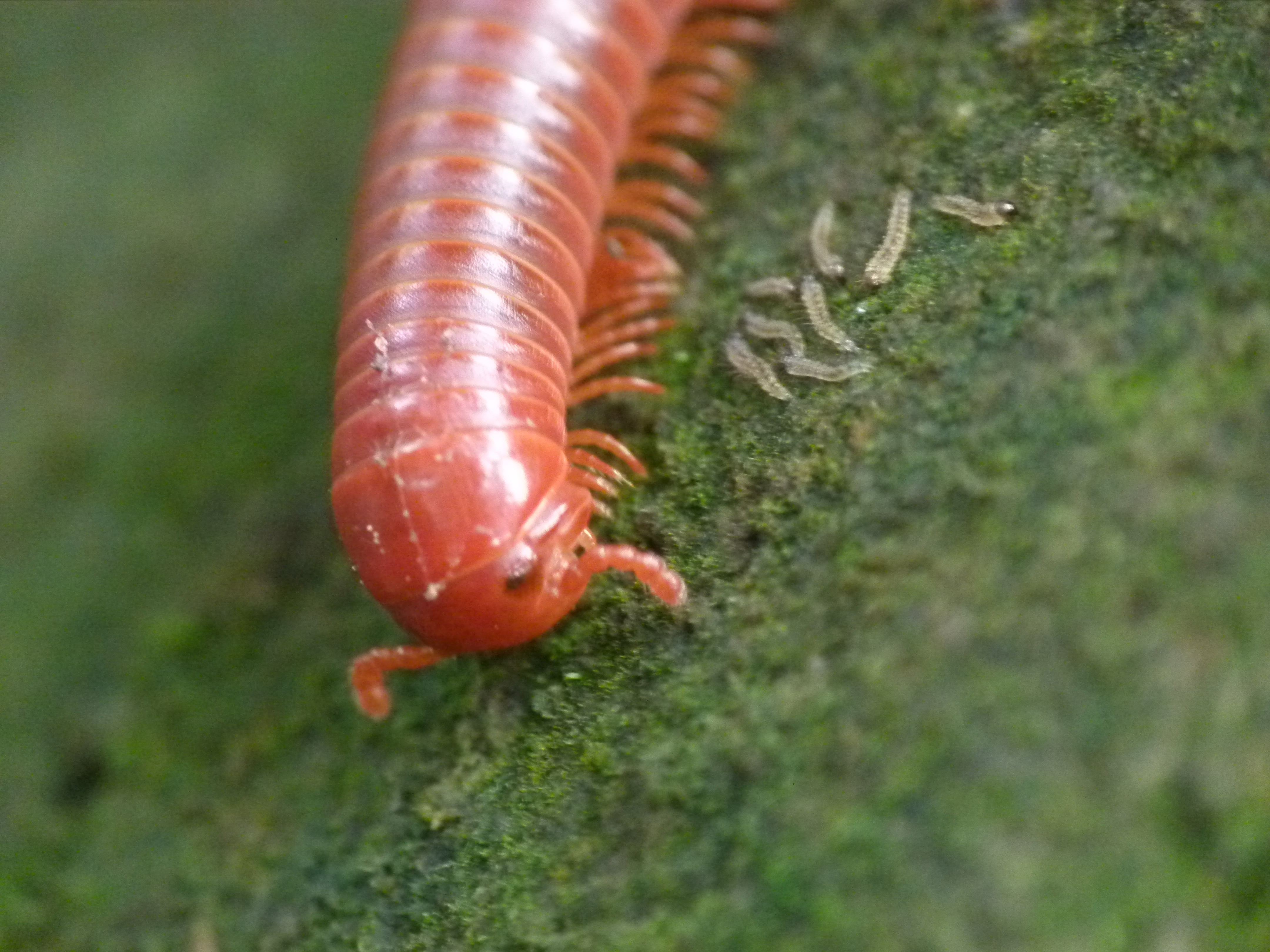 Millipede, Animal, 4K, HD Wallpaper