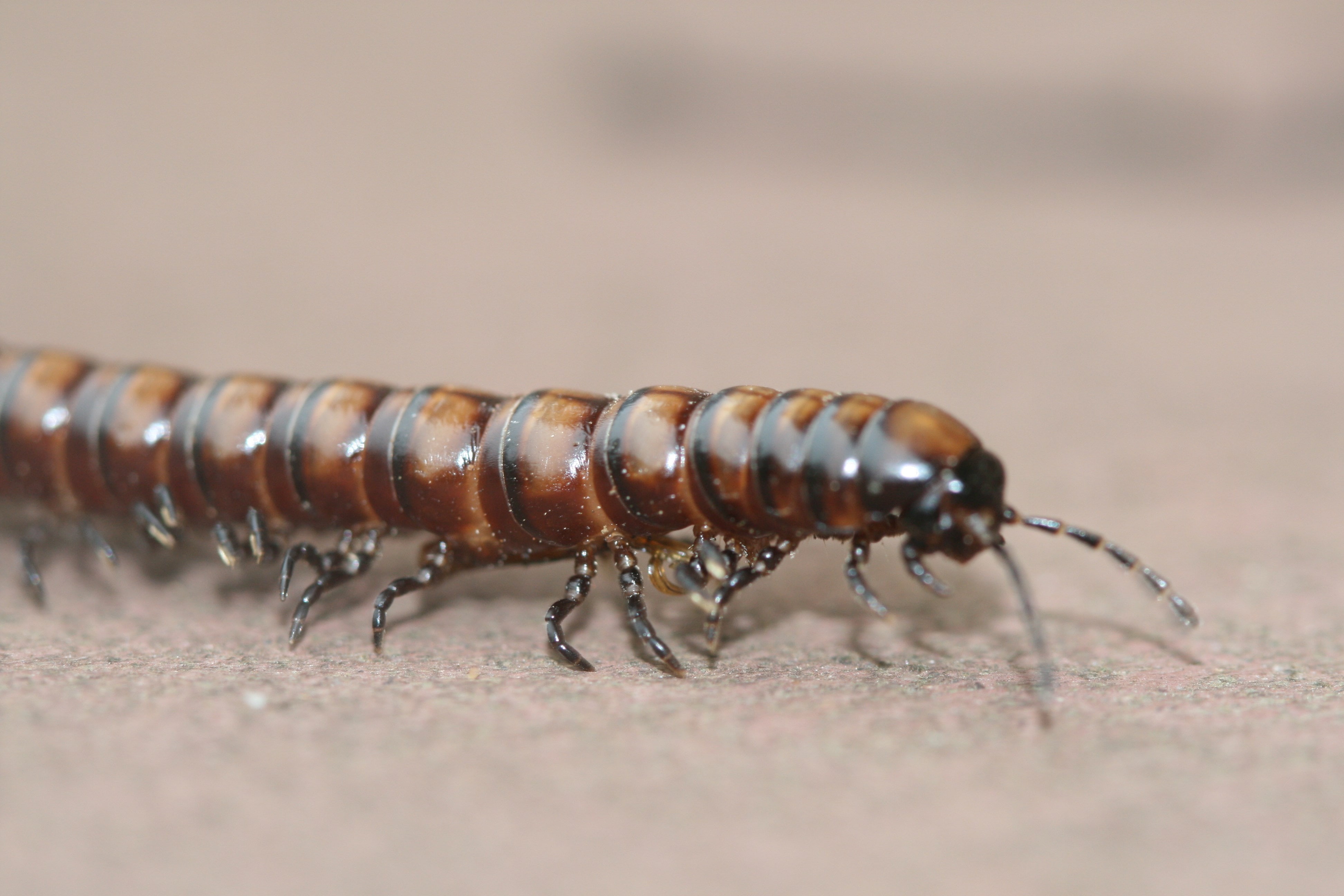 arthropod, close-up, indoors, invertebrate, selective focus, animals in the wild, zoology, personal accessory, one animal, no people, black color, insect, HD Wallpaper