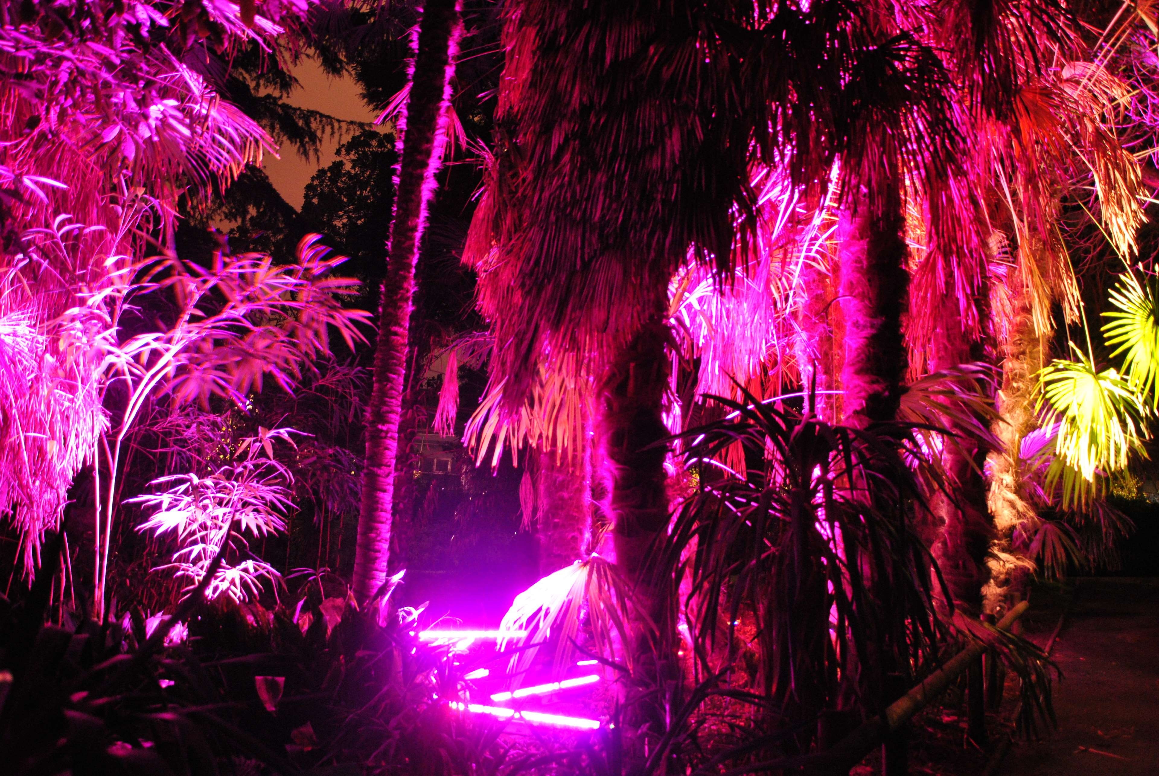 event, firework, arts culture and entertainment, illuminated, motion, multi colored, light, long exposure, tree, enjoyment, neon, pink color, pink, plant, HD Wallpaper