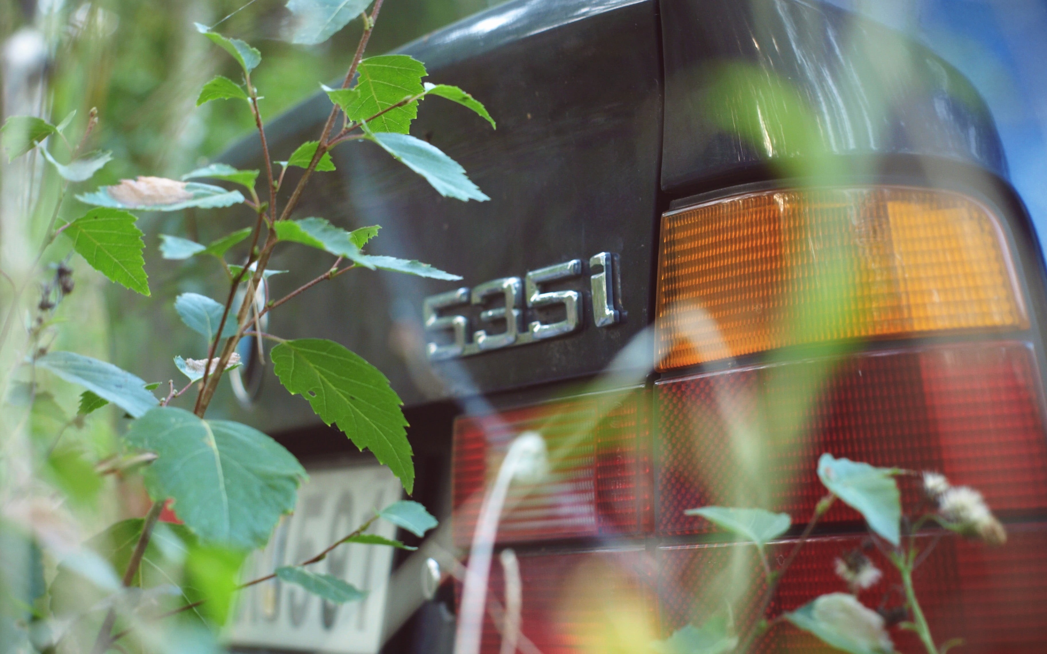 nature, close-up, barrier, boundary, outdoors, safety, tree, green color, 2K, sunlight, plant part, BMW E34 535i, text, leaf, day, car, glass - material, HD Wallpaper