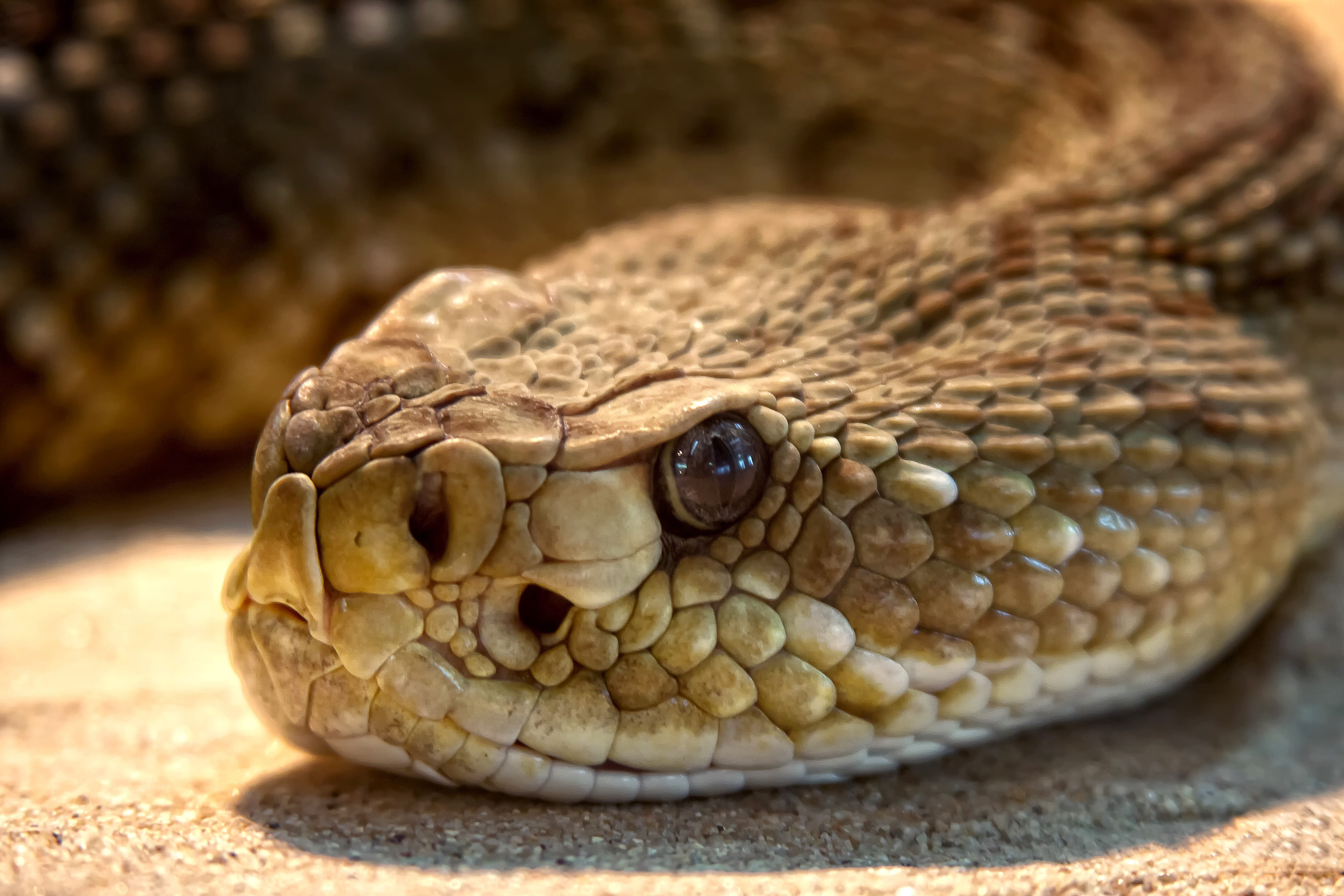 snake venom, nature, animal eye, risk, animal scale, outdoors, venomous snake, 5K, reptile, animals in captivity, camouflage, dry, dangerous, toxic, animal body part, HD Wallpaper