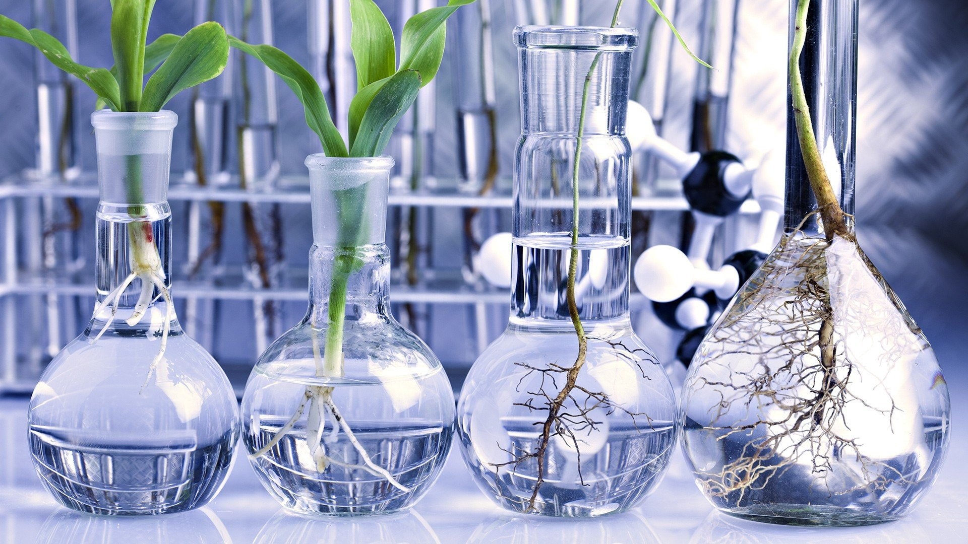 flask, lab, boiling, volumetric, plants, 1080P, round bottom, cassia, hydroponics, HD Wallpaper