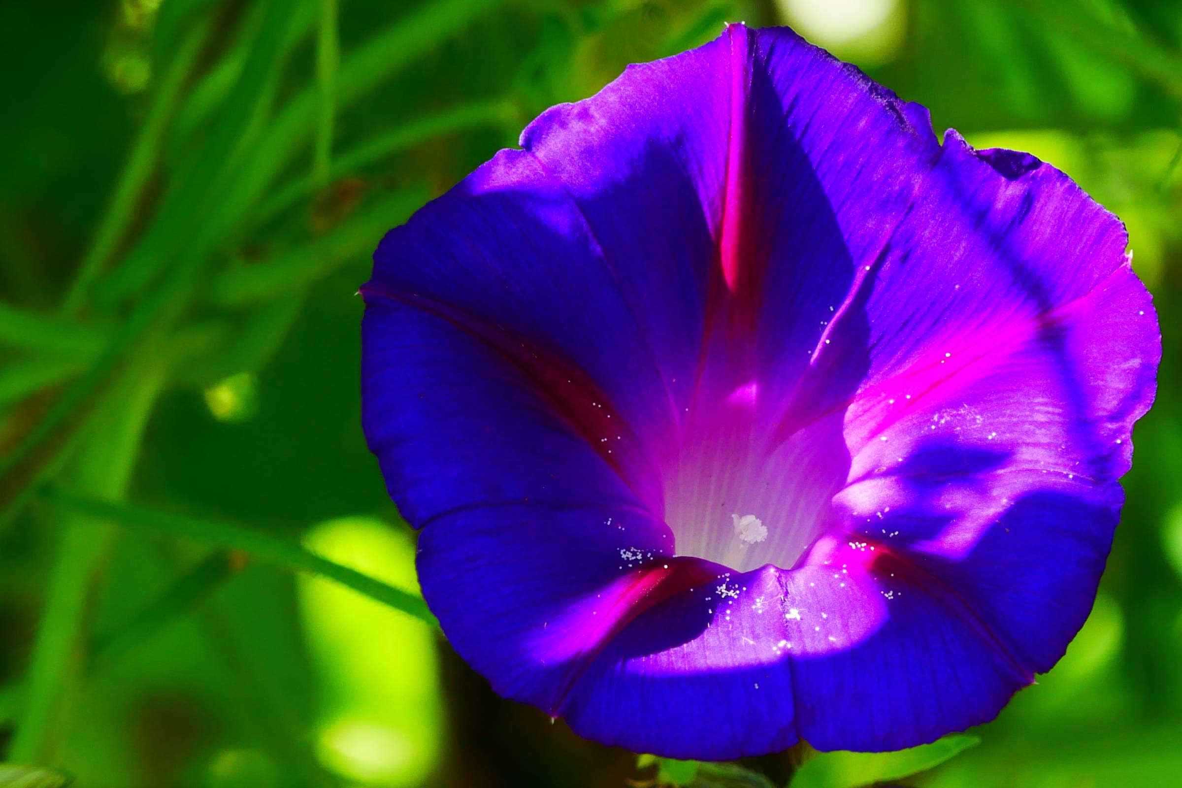 botany, 1080P, beauty in nature, fast growing vine, shaped, plant, flower images, flower, flower head, inflorescence, day, fragility, vulnerability, glory, HD Wallpaper