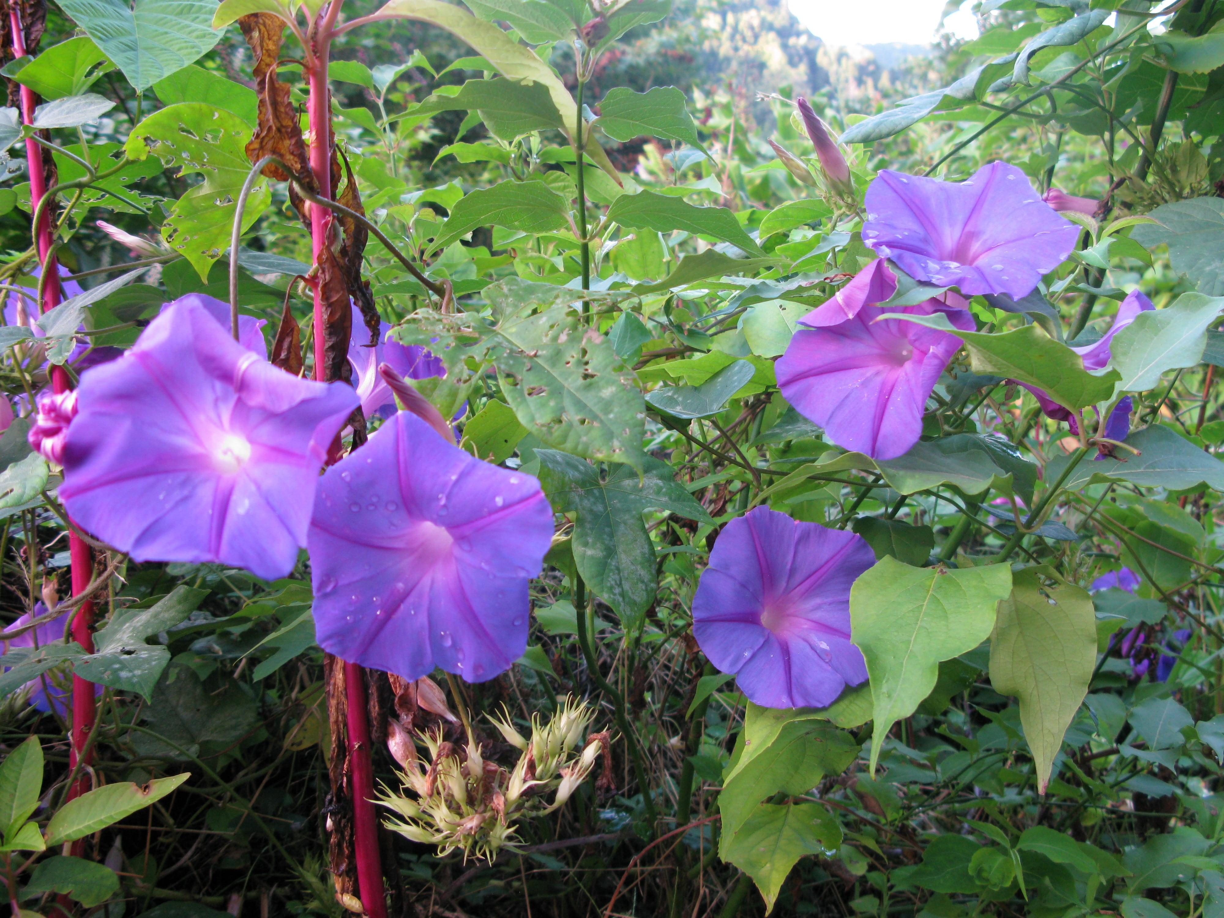 climber, leaf, vulnerability, plant, growth, freshness, flower, no people, 4K, fragility, plant part, petal, green color, outdoors, land, violet, morning glory, HD Wallpaper