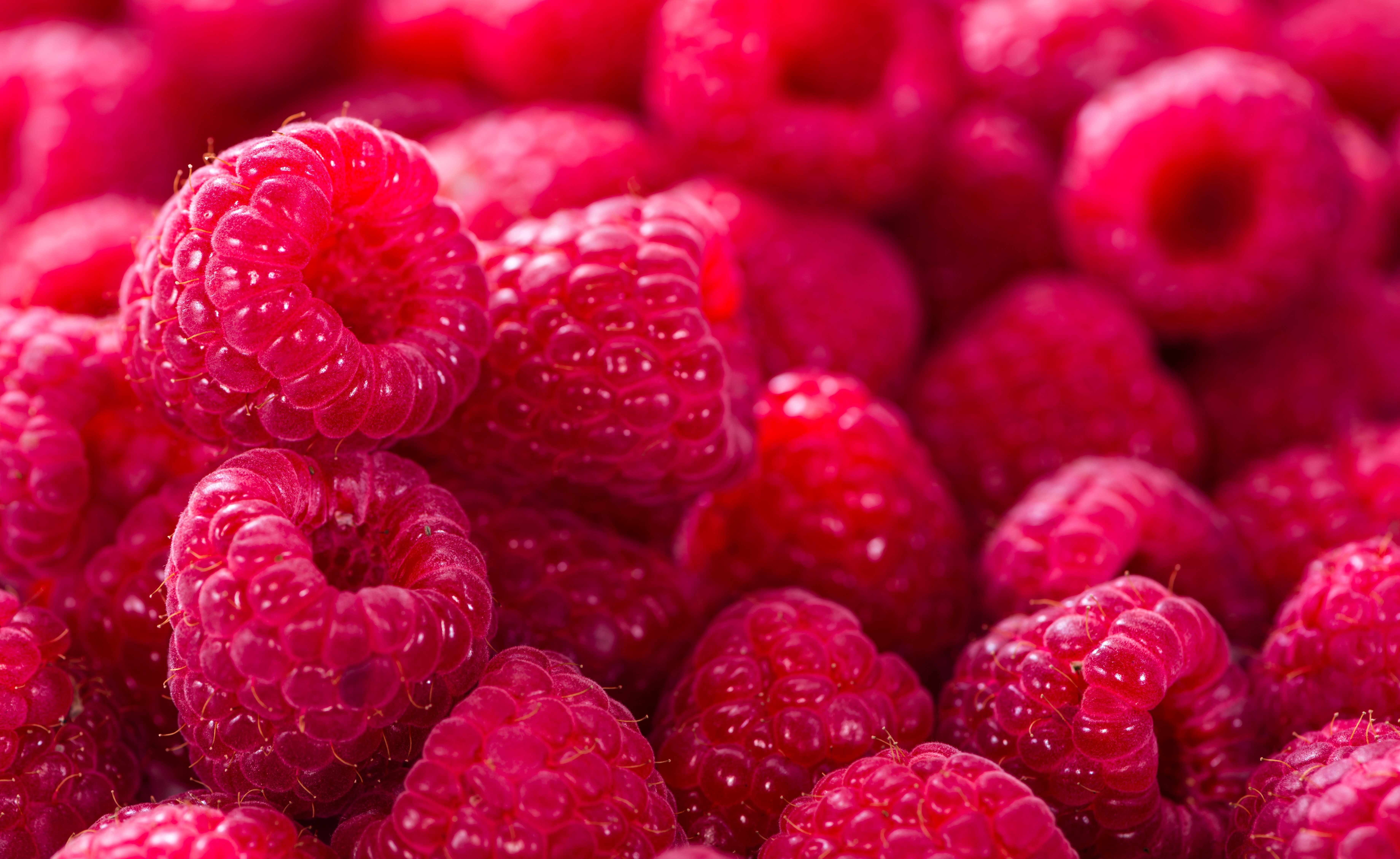 selective focus, ripe, backgrounds, homegrown produce, abundance, Raspberries, full frame, freshness, berry fruit, food, food and drink, still life, no people, HD Wallpaper