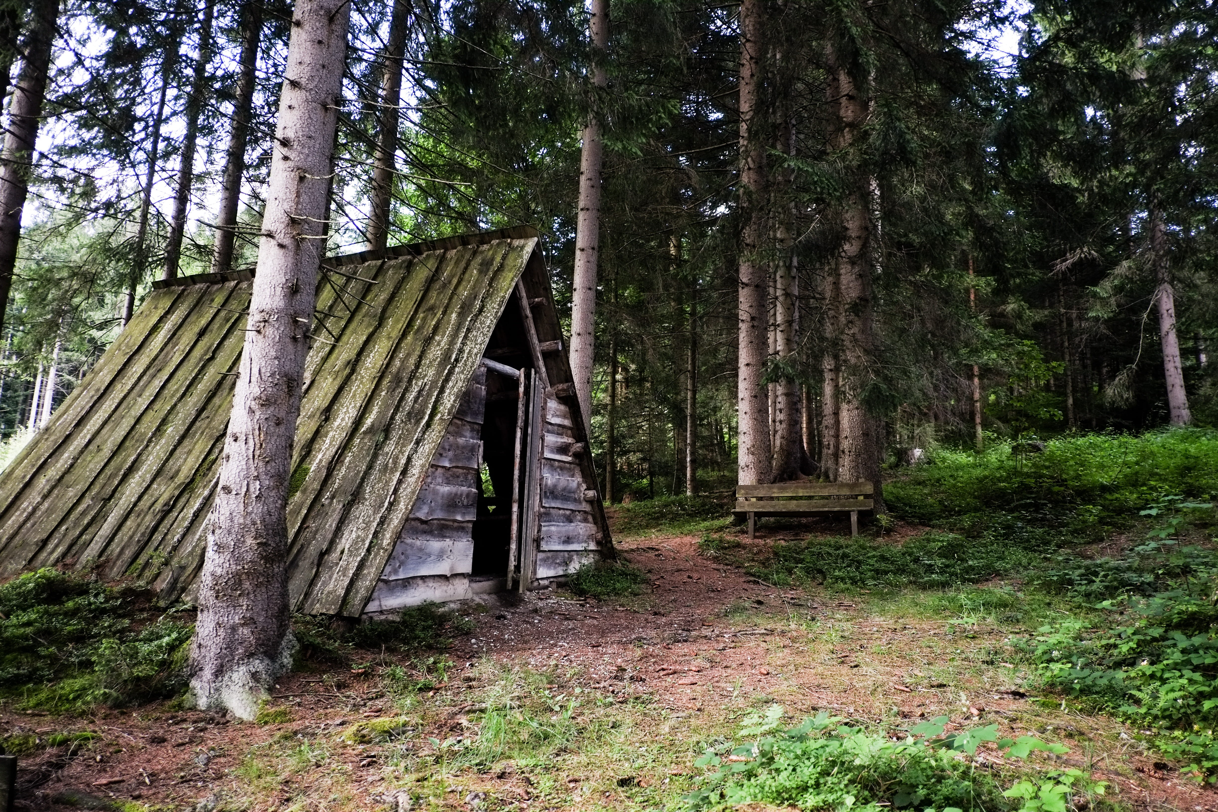 log burning, woods, tree, wood, growth, architecture, trunk, tranquility, tranquil scene, sankt martin, beauty, woodland, explore, tree trunk, forest, grass, HD Wallpaper