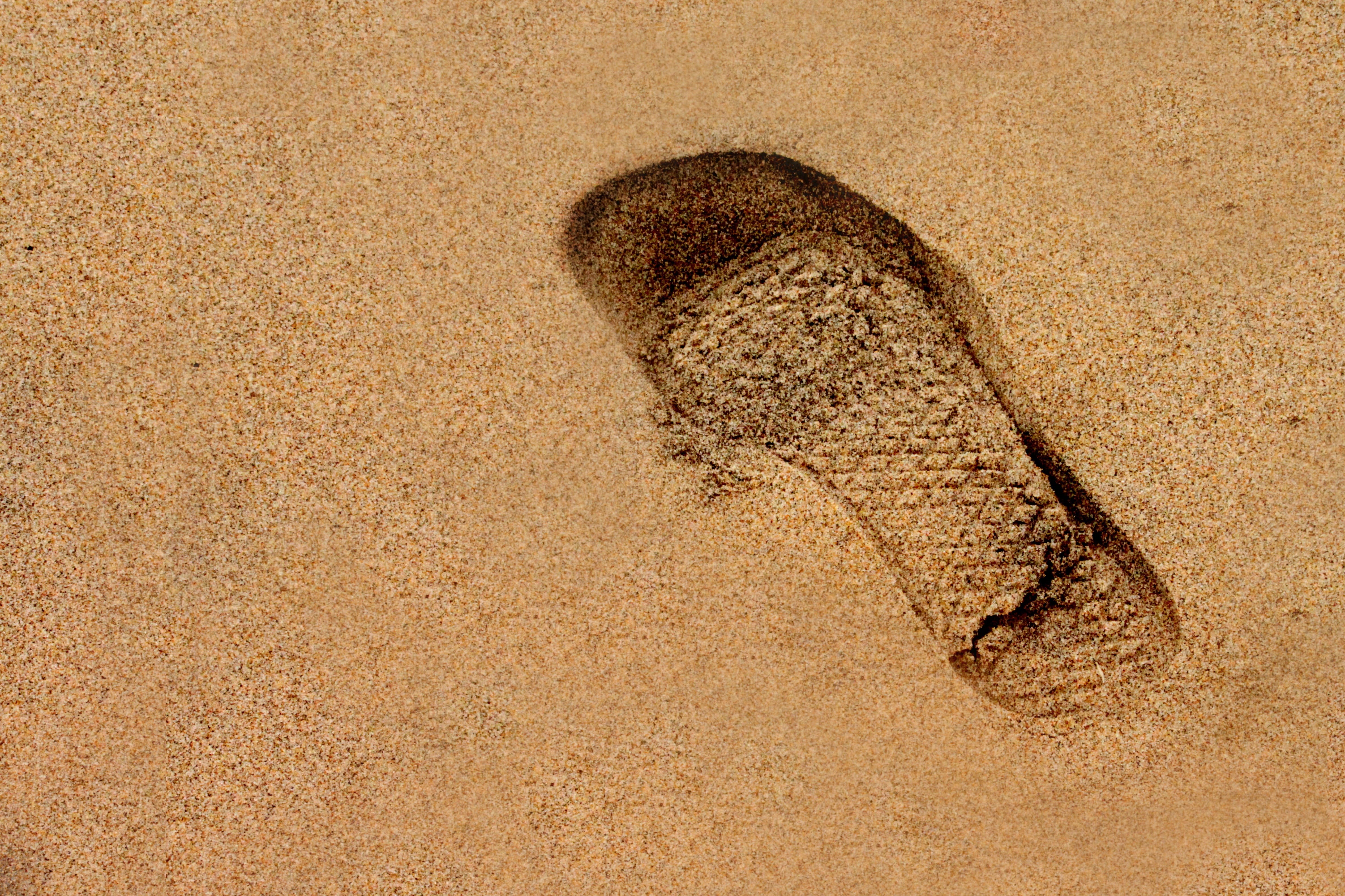 footprint, beach, nature, sunlight, animals in the wild, summer, animal, gritty, one animal, outdoor, sandy, no people, outdoors, print, desert, animal themes, HD Wallpaper