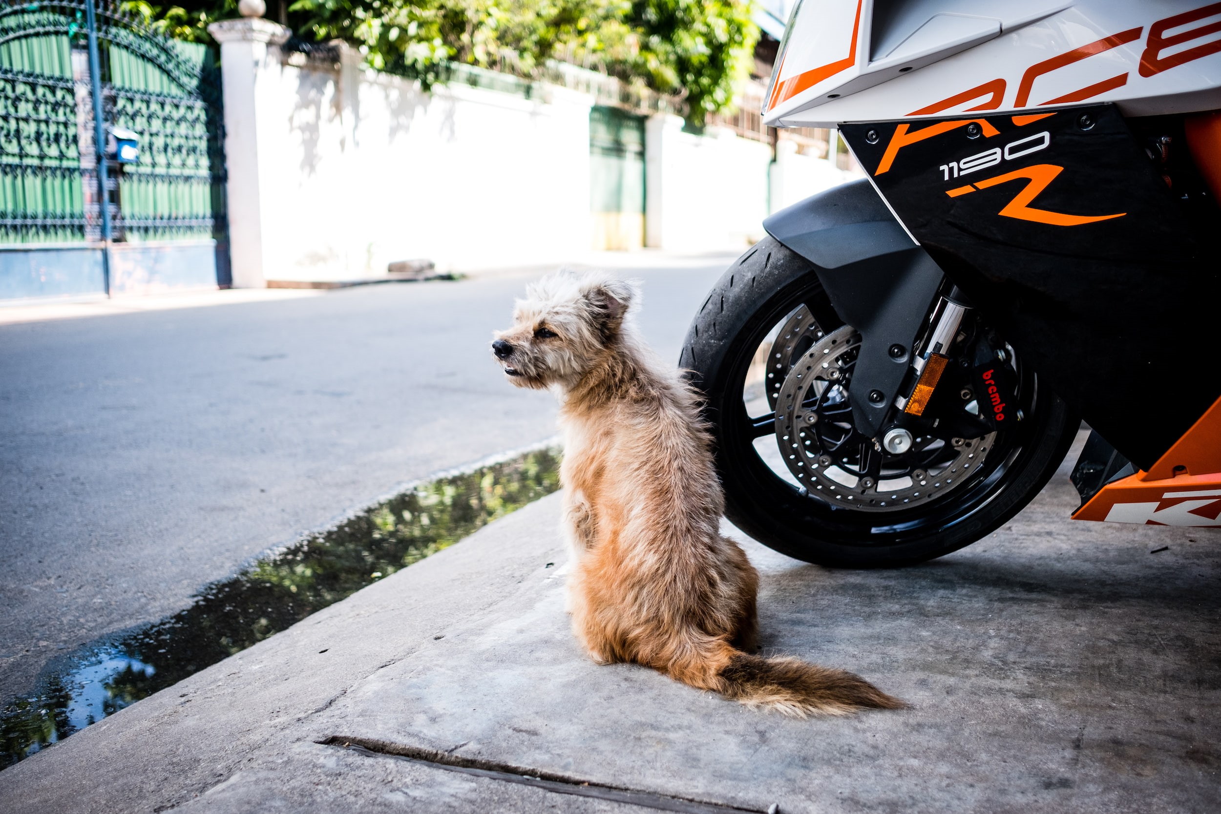X-Pro2, outdoors, animal, street, canine, land vehicle, car, mammal, cat, domestic, day, fujifilm, mode of transportation, Cambodia, one animal, motor vehicle, HD Wallpaper