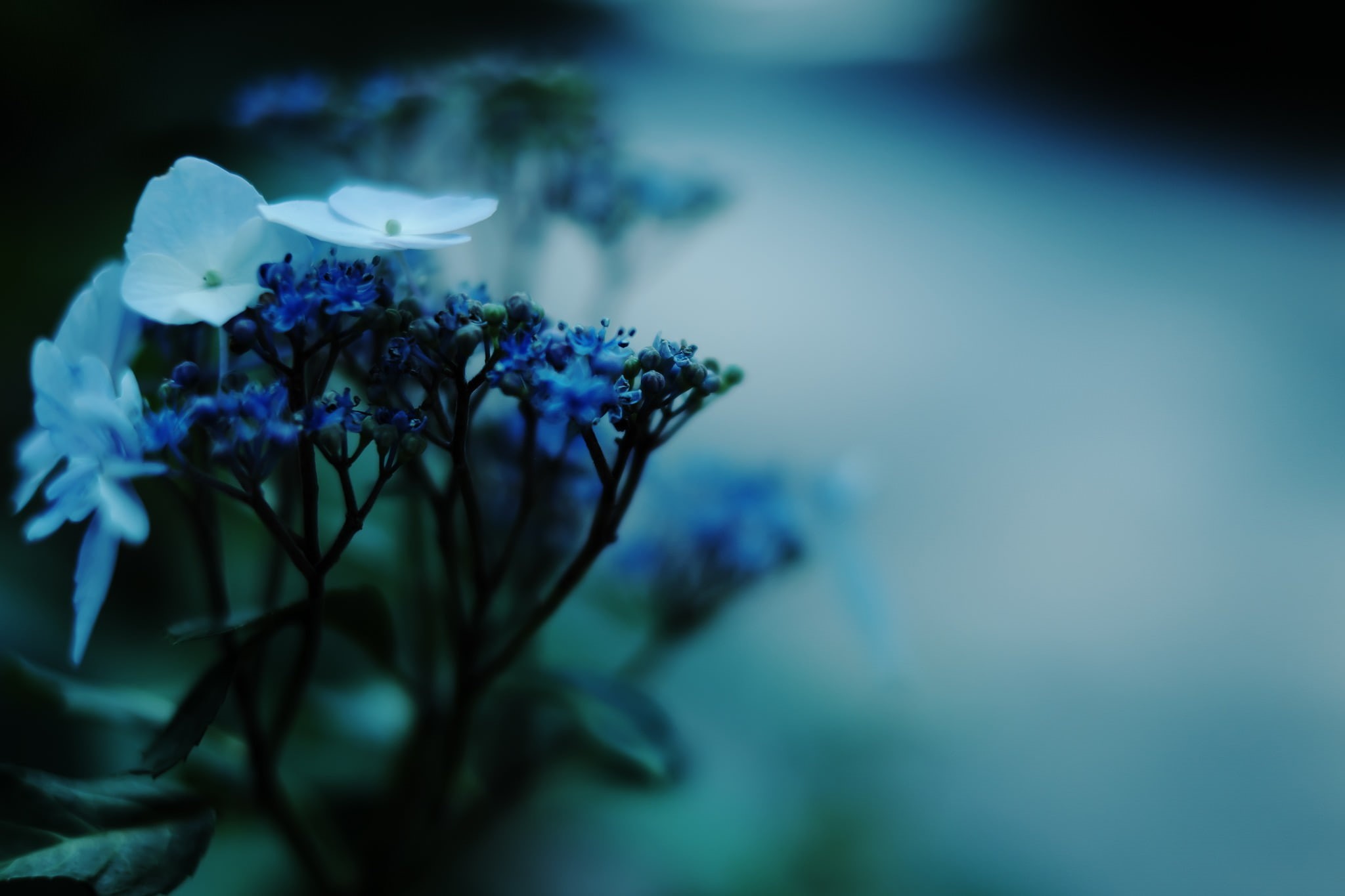 inflorescence, road, petal, macro, freshness, plants, day, 1080P, selective focus, plant, fujifilm, flower, beauty in nature, photography, nature, flowering plant, HD Wallpaper