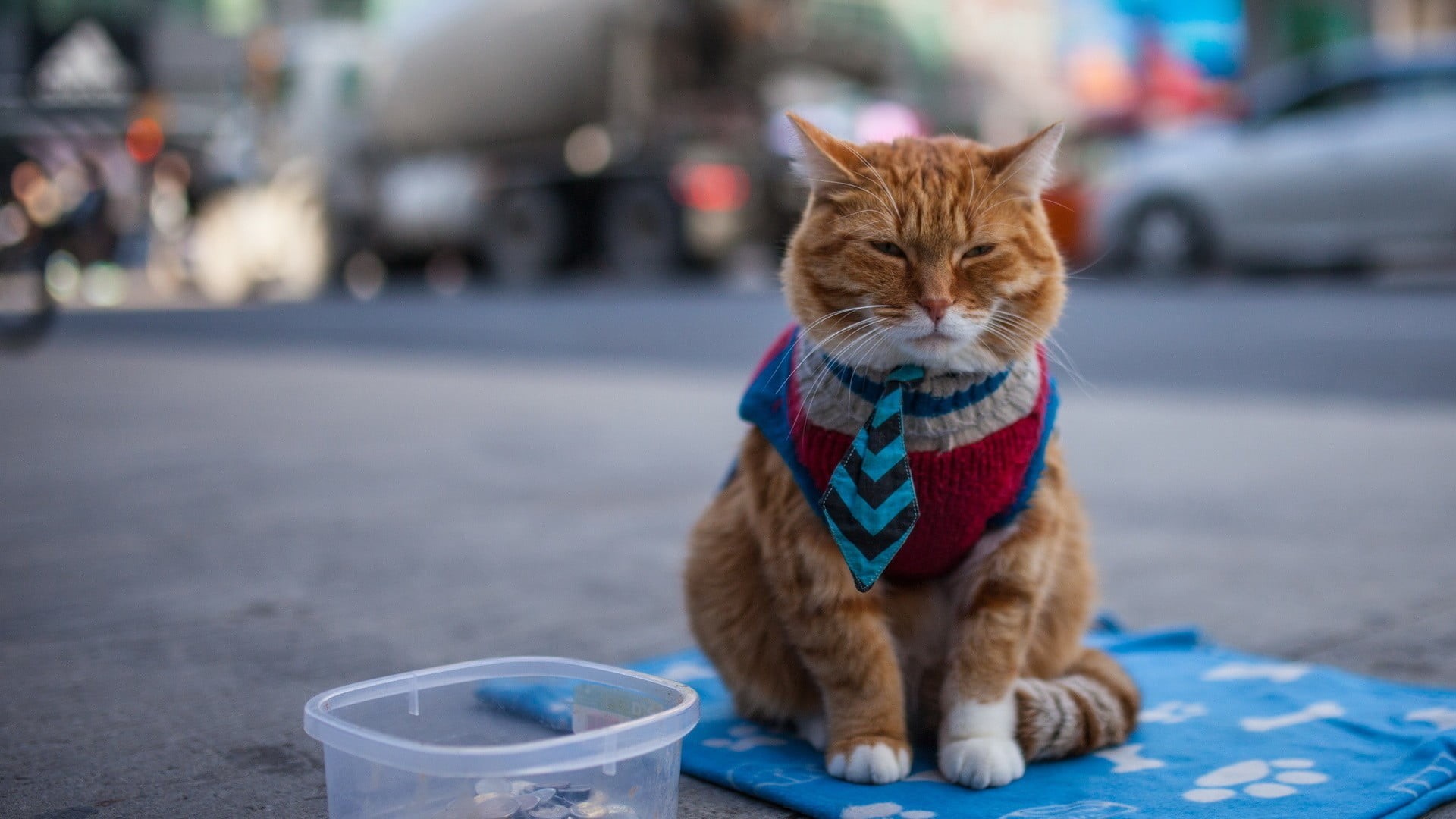 striped, pets, kitten, fun, homelessness, whisker, fur, dog, no people, animal themes, small, domestic Animals, outdoors, mammal, cute, feline, street, HD Wallpaper