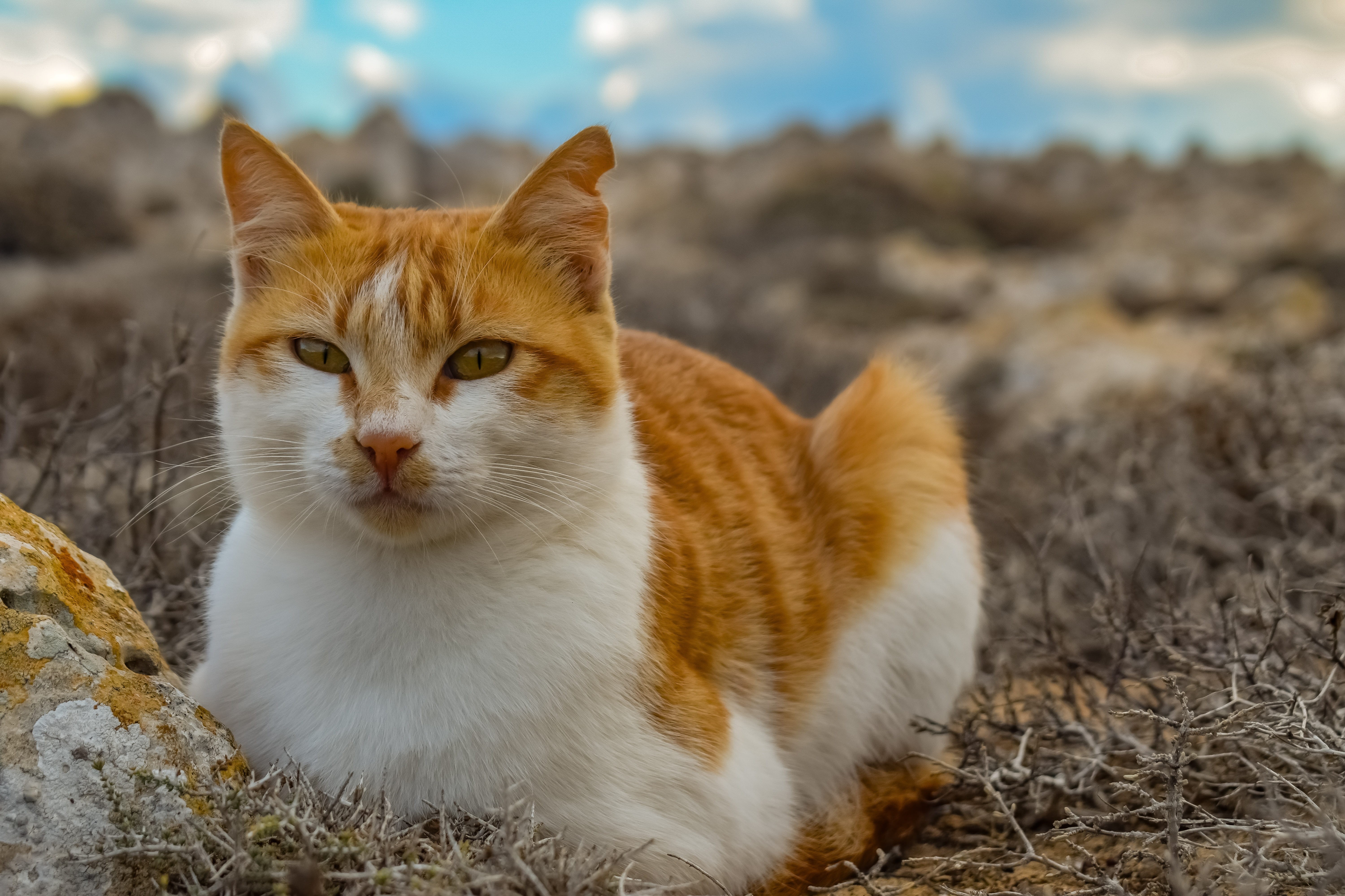 face, one animal, feline, land, staring, vertebrate, day, pets, domestic, whisker, portrait, sitting, mammal, focus on foreground, ginger cat, animal head, HD Wallpaper