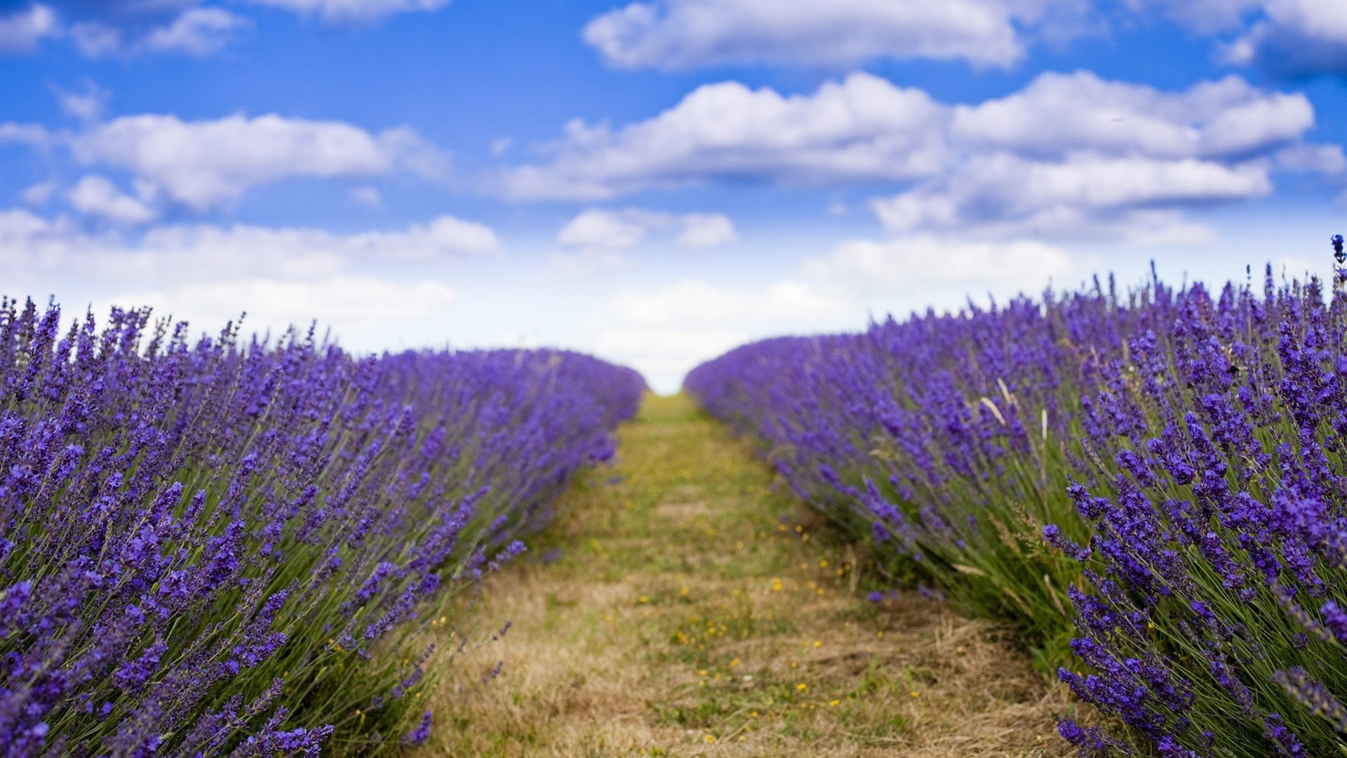 lavender colored, purple, space, growth, nature, lavender, art, pattern, 1080P, backdrop, day, tranquility, generated, agriculture, flowering plant, HD Wallpaper