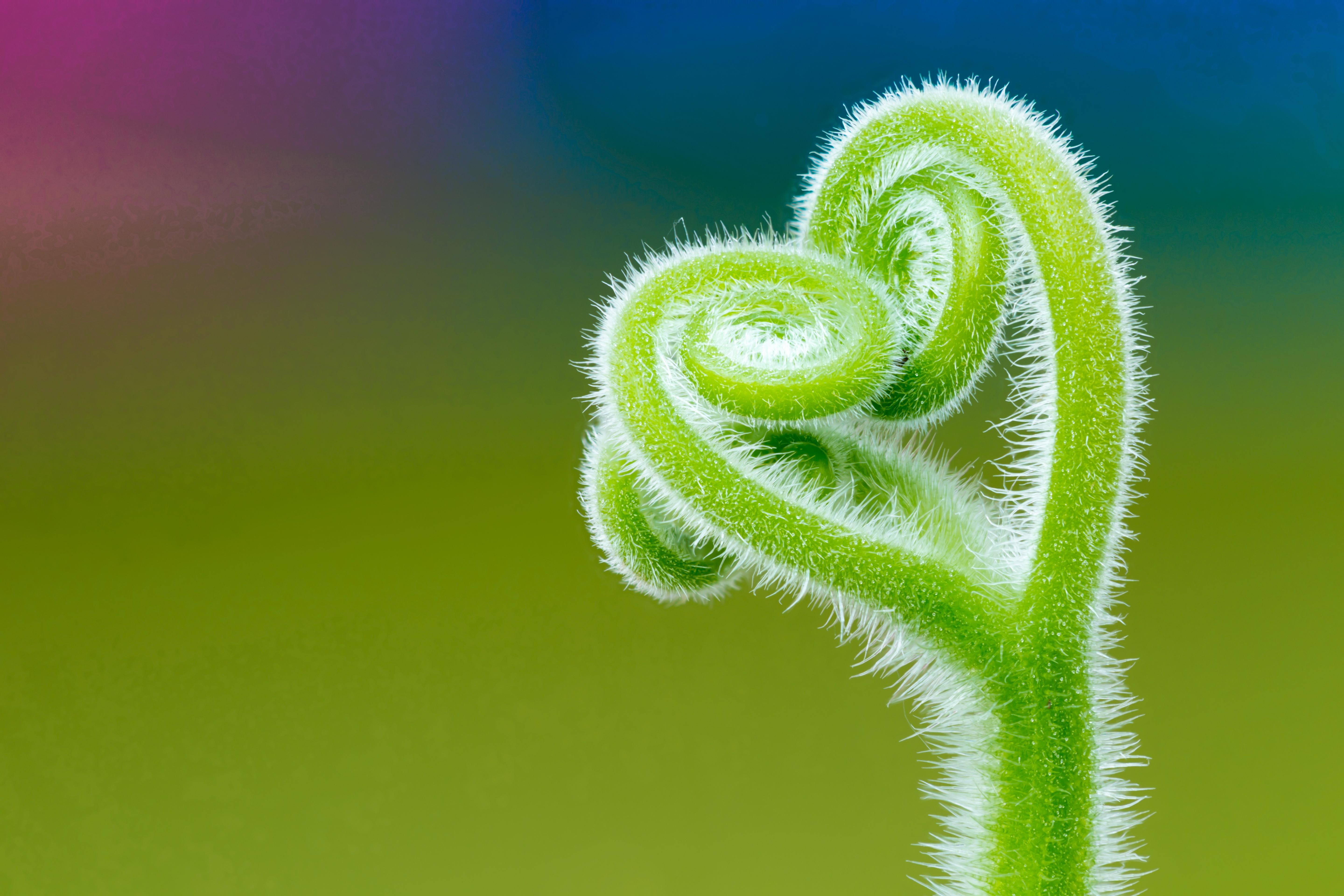5K, Macro, Climbing plant, Minimal, 5K, Tendril, 4K, HD Wallpaper