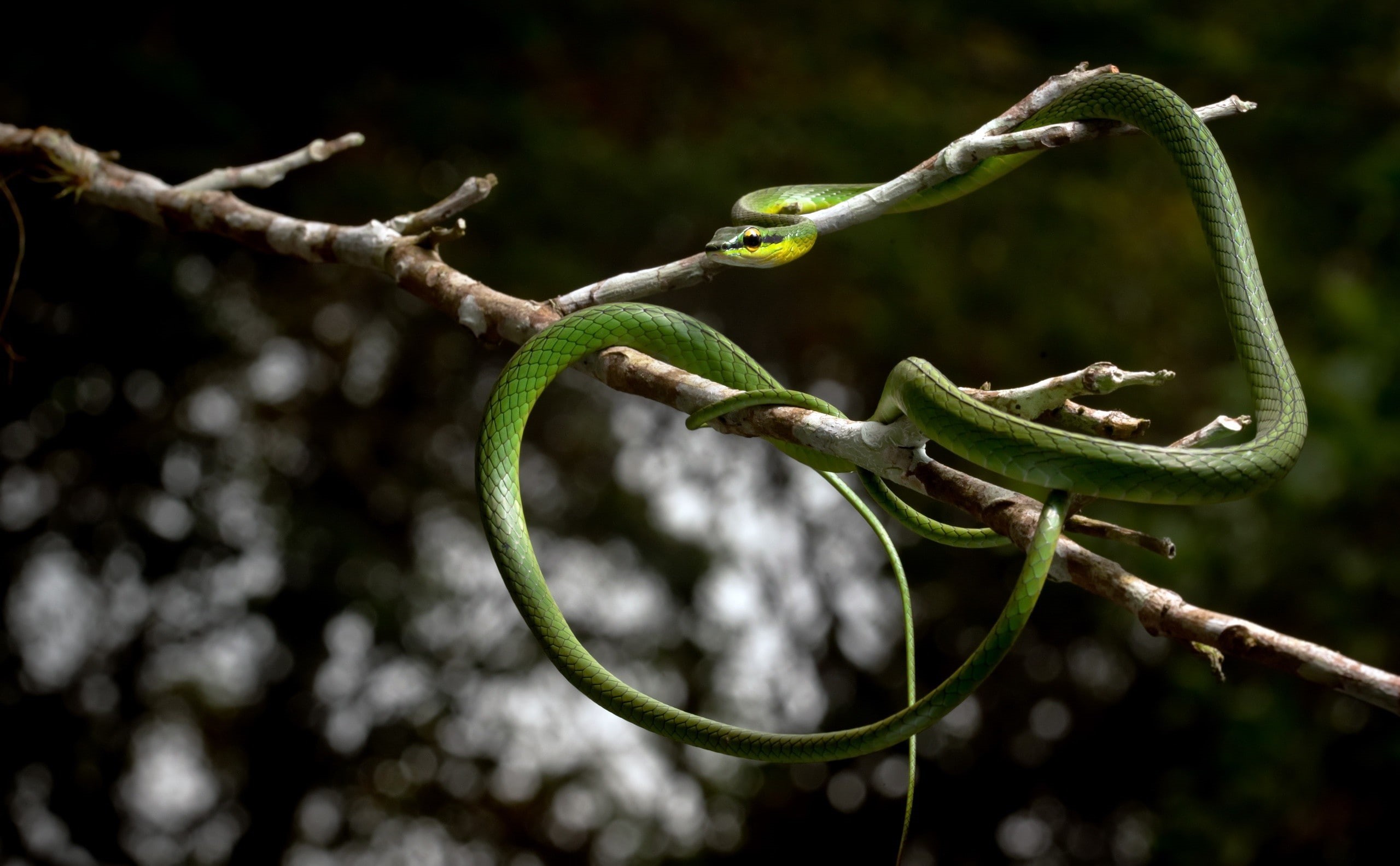 tranquility, tendril, nature, day, plant, reptiles, twig, branch, outdoors, 2K, close-up, plant stem, low angle view, no people, focus on foreground, tree, HD Wallpaper