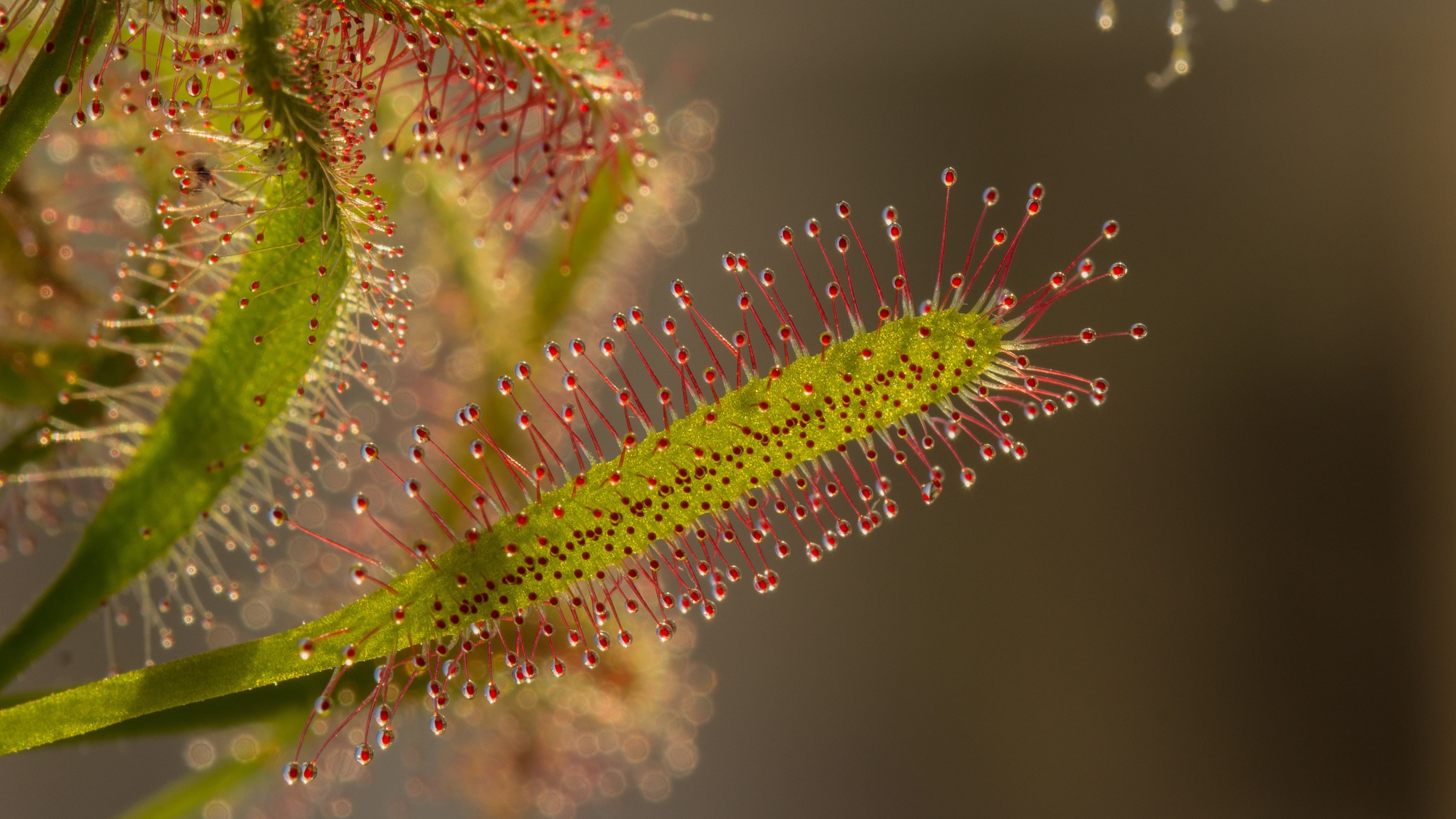 Download 3840x2160, 4K, Background 4K Ultra HD, Tendrils, Macro, Mildew, Fang leaves, HD Wallpaper