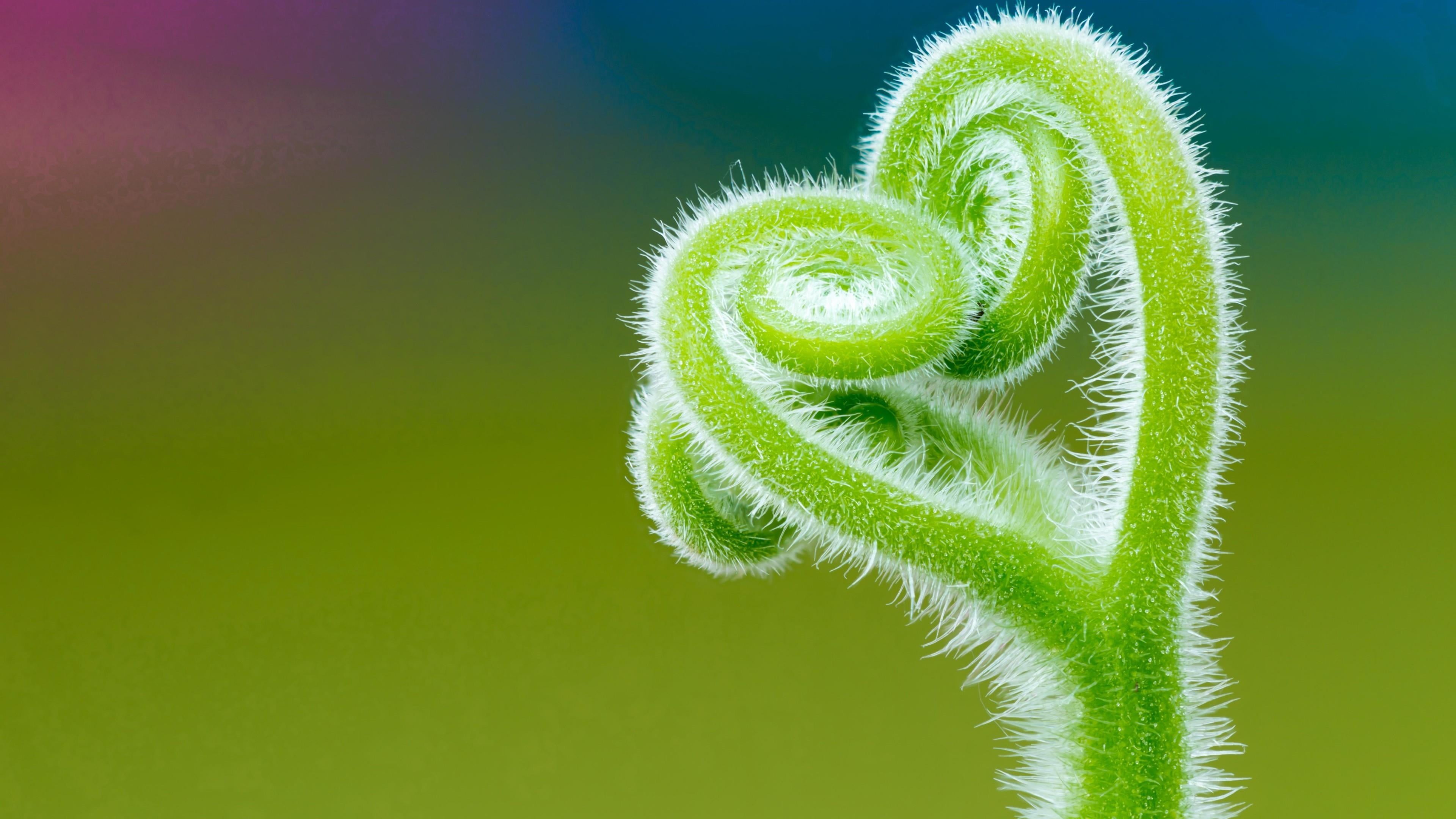 curled up, day, green color, tendril, no people, blurry, close-up, 4K, fern, beauty in nature, nature, spiral, climbing, colored background, growth, freshness, HD Wallpaper