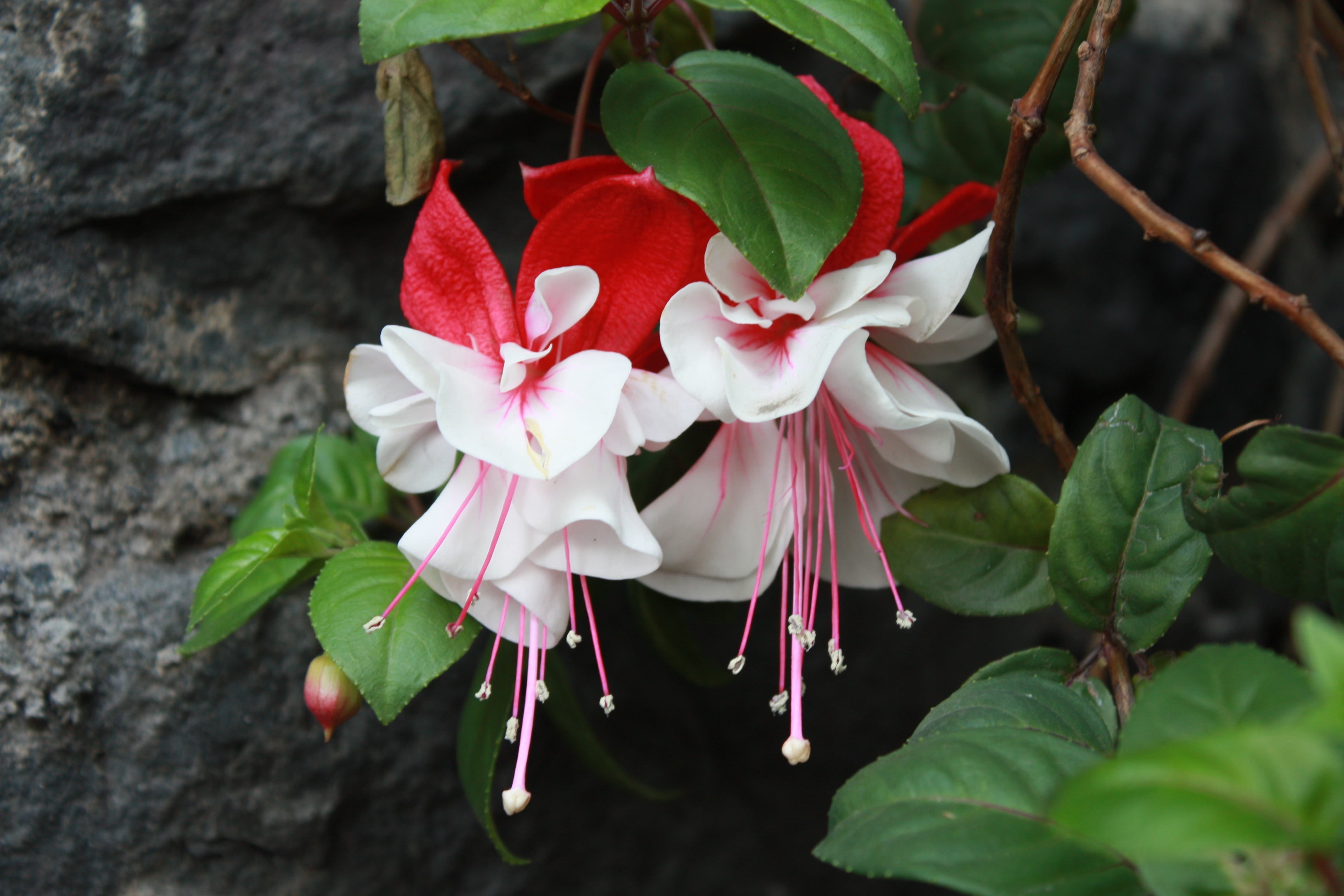 springtime, flower head, aretillo white and red, plant, vulnerability, flowers, inflorescence, rock, close-up, day, growth, nature, red, focus on foreground, HD Wallpaper
