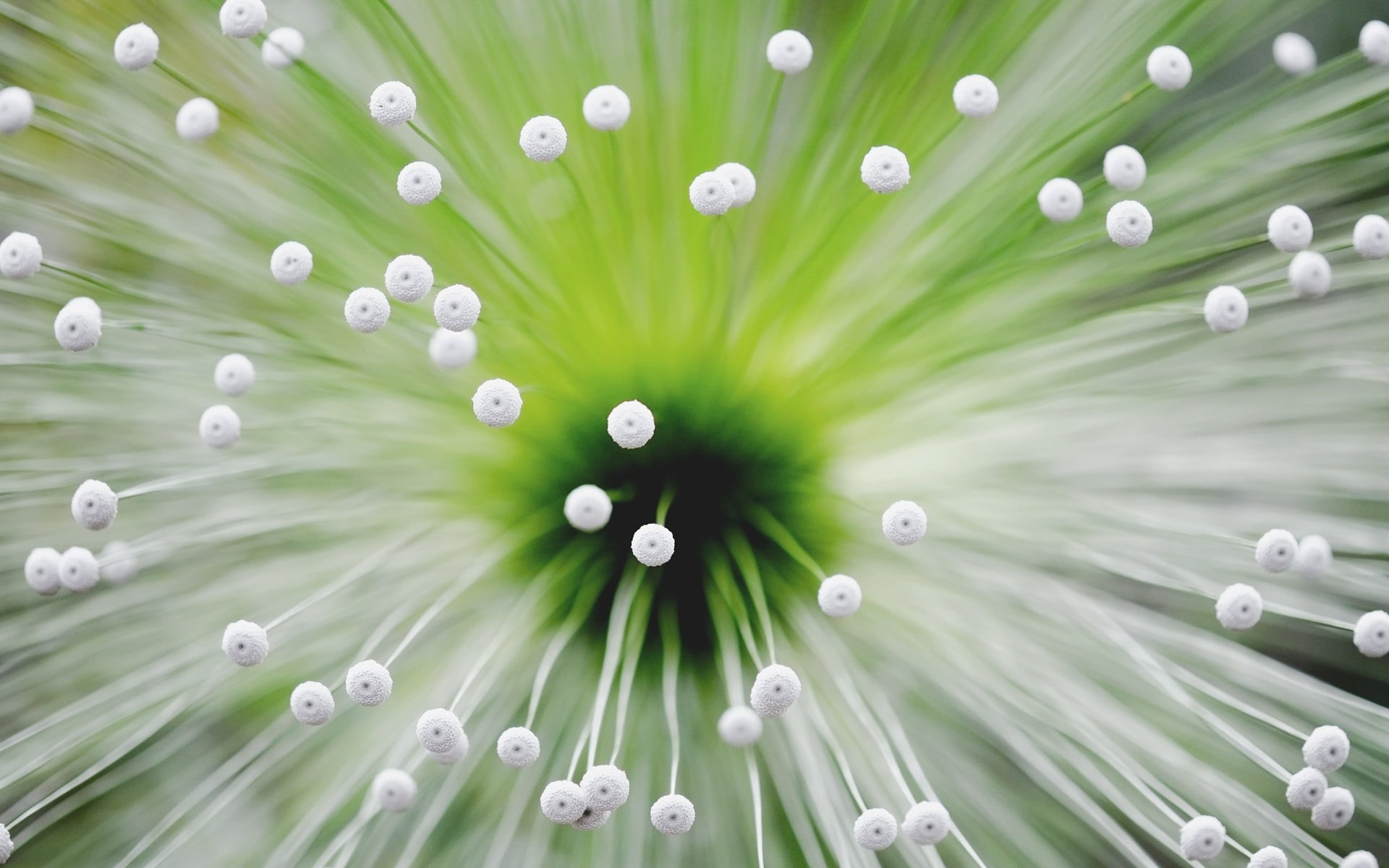 abstract, purity, middle, outdoors, summer, blue, flower, white, no People, macro, backgrounds, botany, white color, tendrils, selective focus, 1080P, HD Wallpaper