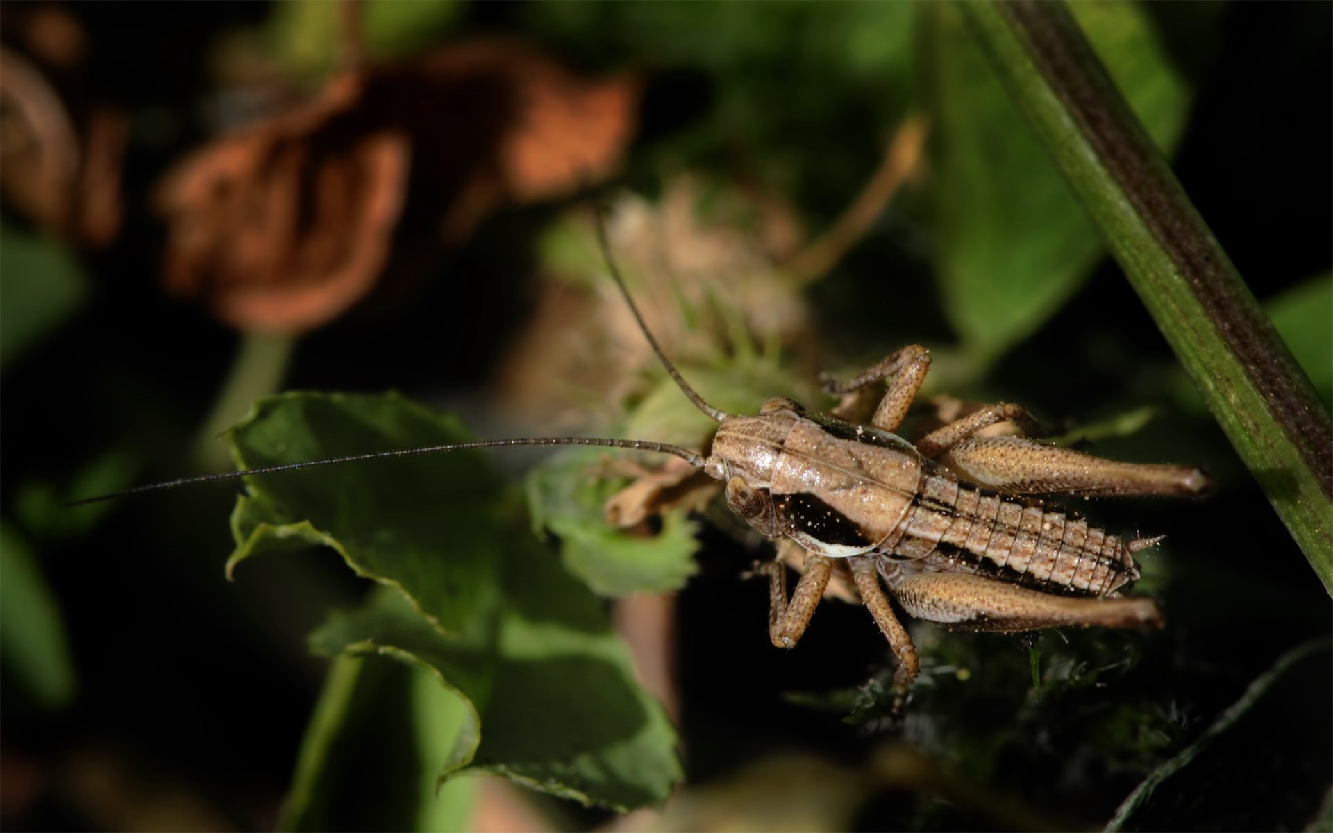 animal body part, plant, invertebrate, brown, spider, 1080P, one animal, plant part, day, animal leg, nature, close-up, shadow, arthropod, zoology, tendrils, HD Wallpaper