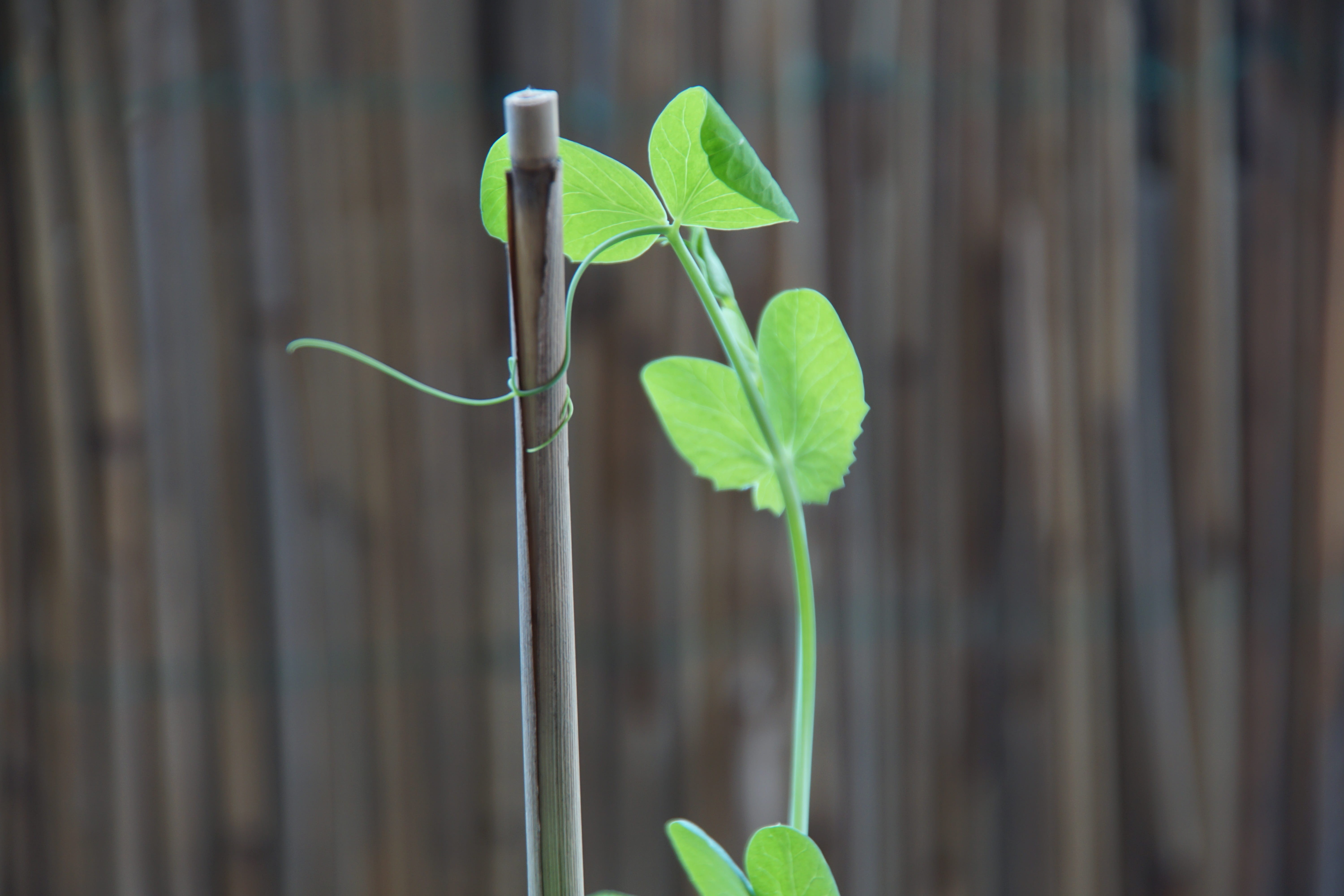 sugar bean, Ranke, vegetables, day, sugar pea, growth, botany, fragility, environment, beginnings, food, selective focus, small, freshness, nature, plant, HD Wallpaper