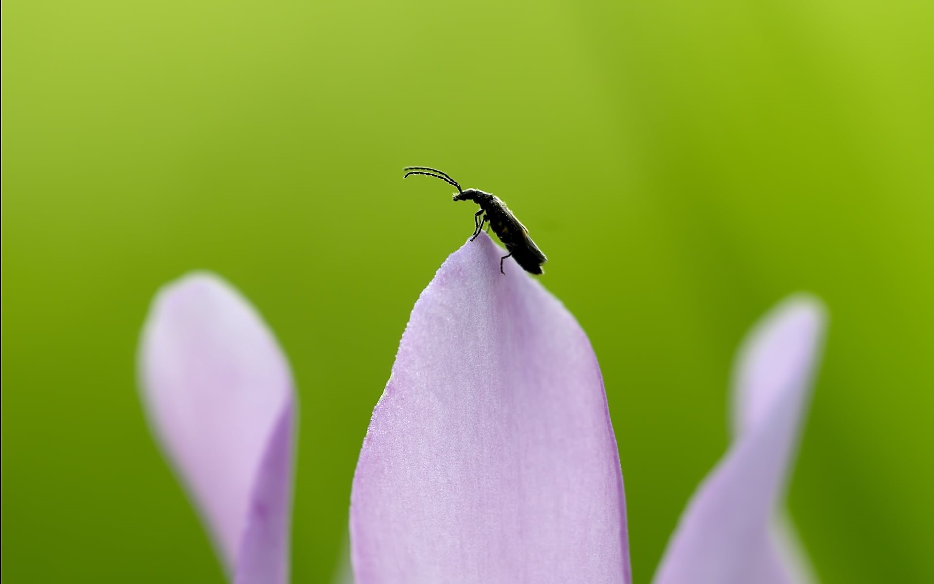 no people, plant, close-up, insect, flower head, vulnerability, leaves, black, beauty in nature, petal, flower, animal, 1080P, one animal, invertebrate, HD Wallpaper