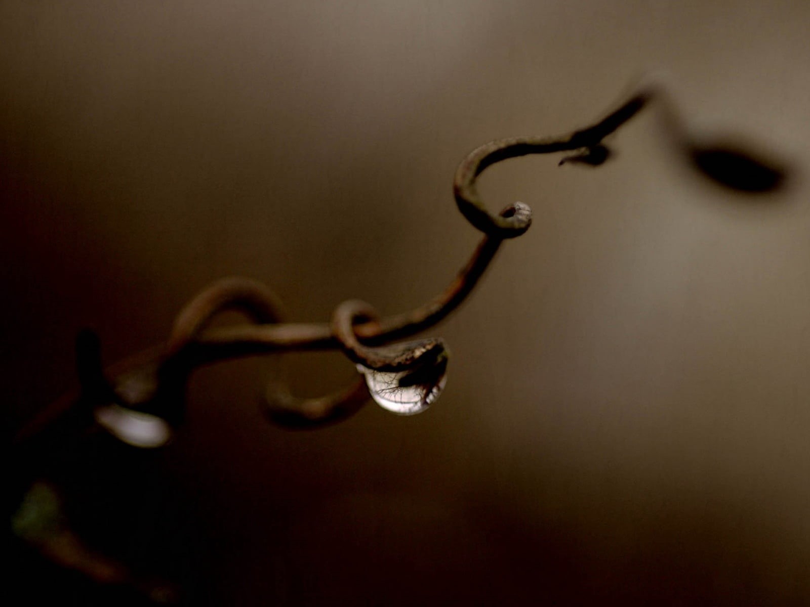 extreme close-up, tranquility, focus on foreground, spiral, nature, drop, growth, rust, indoors, water, plant, beauty in nature, 720P, no people, food and drink, HD Wallpaper