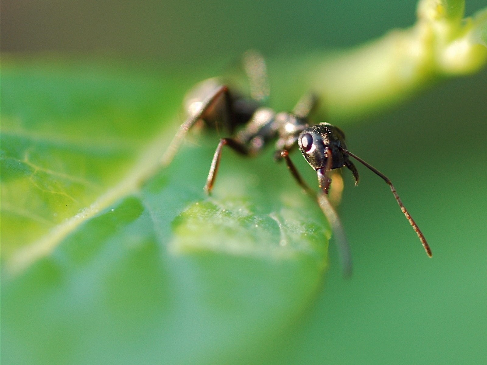 tendrils, insect, grass, 720P, blurring, creep, HD Wallpaper