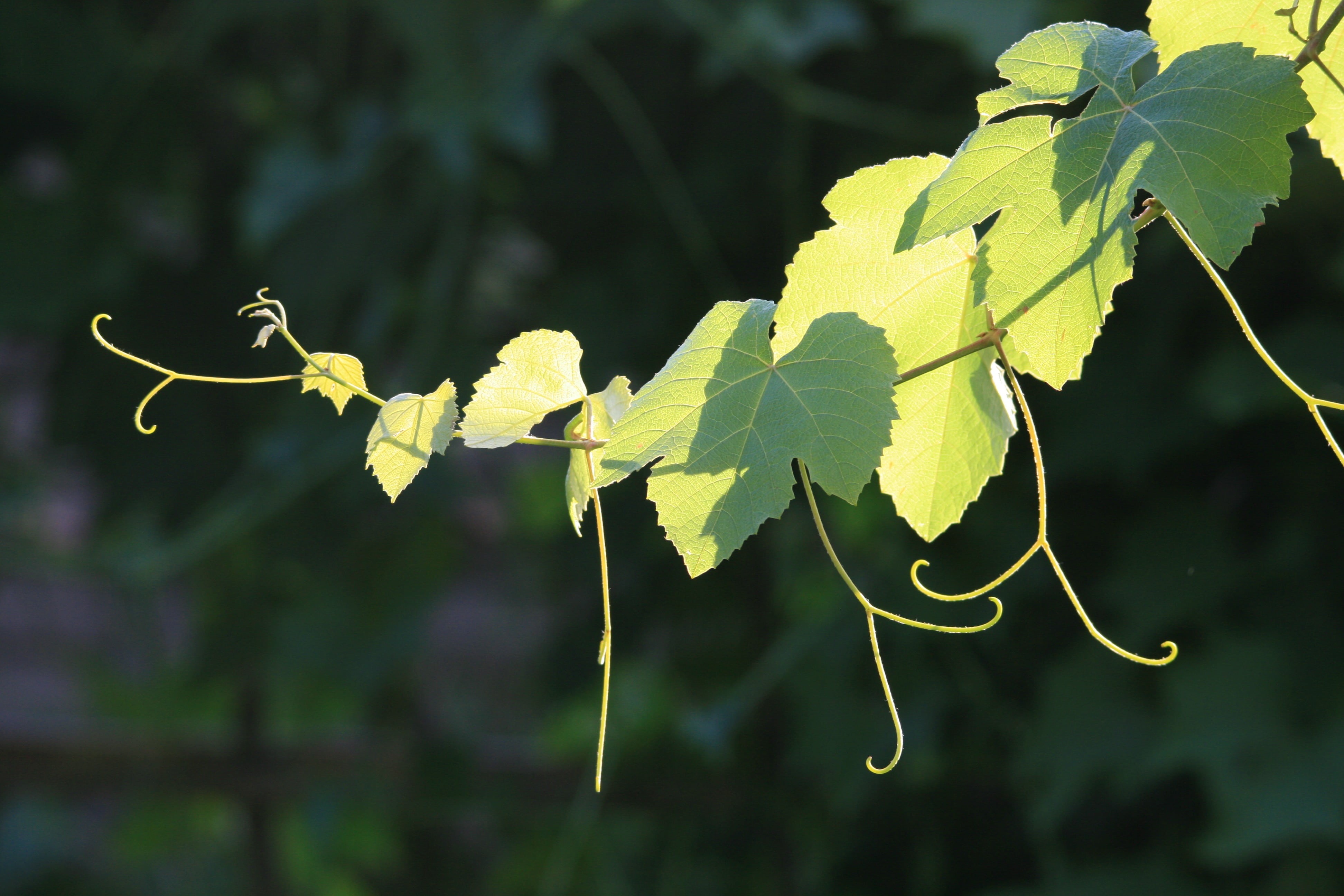 outdoors, sunlight, grapevine, green, no people, luminosity, sun, focus on foreground, light, 4K, nature, day, tree, close-up, leaf, plant part, freshness, HD Wallpaper