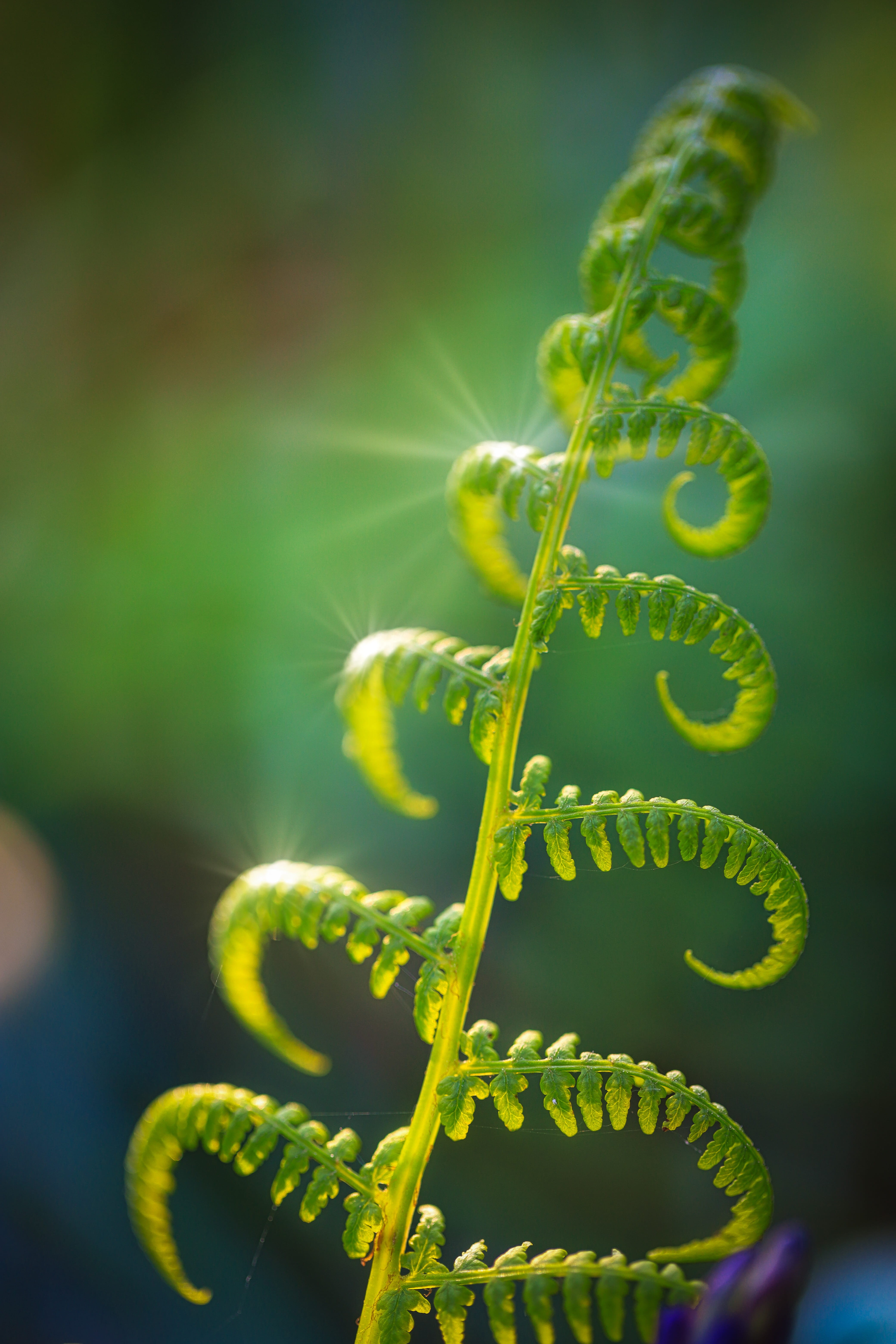 day, blooming, plant, light, green color, outdoors, beauty in nature, bright, environment, flora, leaf, 5K, close-up, blur, focus, freshness, Phone HD Wallpaper