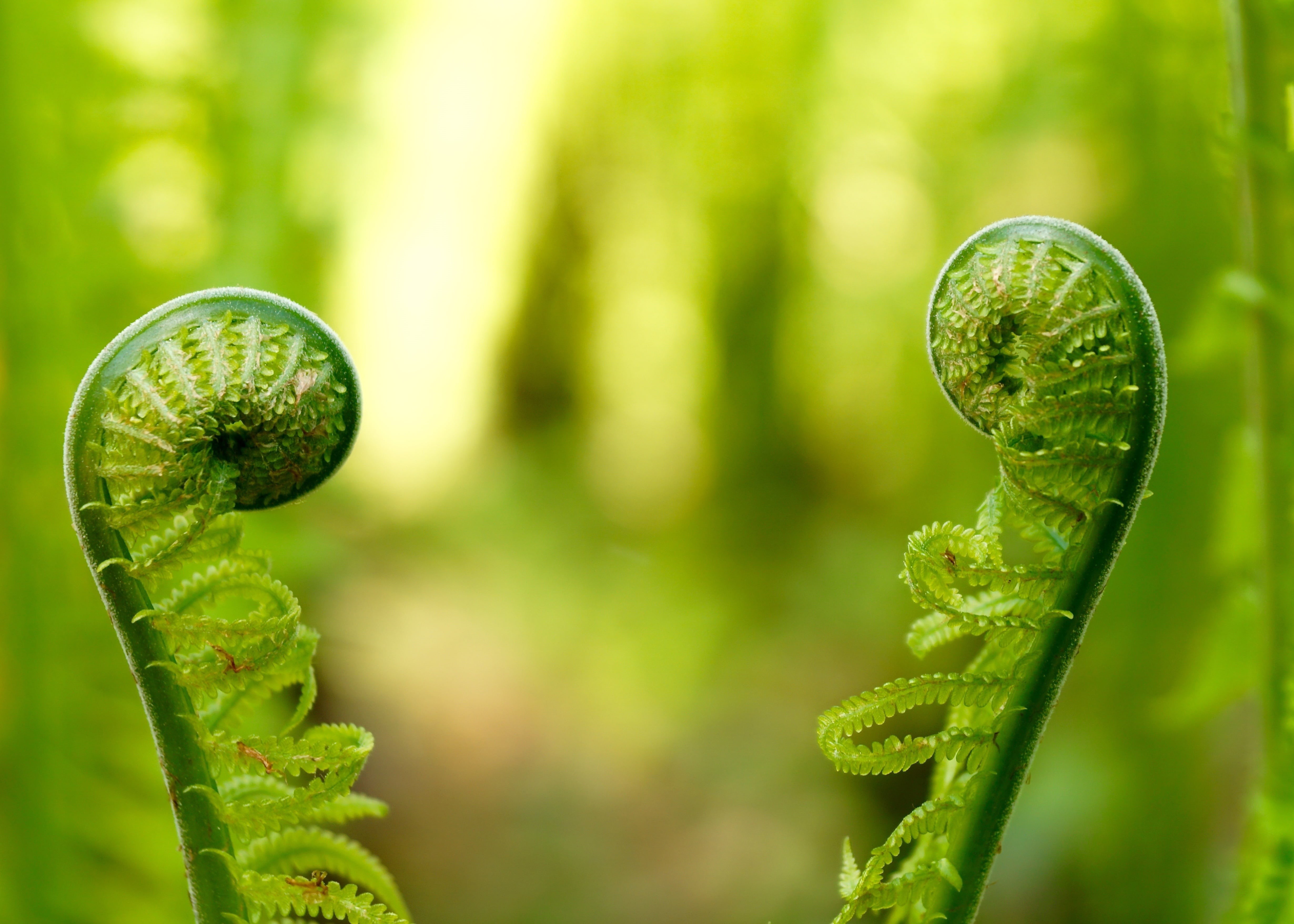 development, no people, fern, focus on foreground, forest plant, day, fiddlehead, bright, plant, unfold, micro, fragility, texture, leaf fern, wild plant, HD Wallpaper