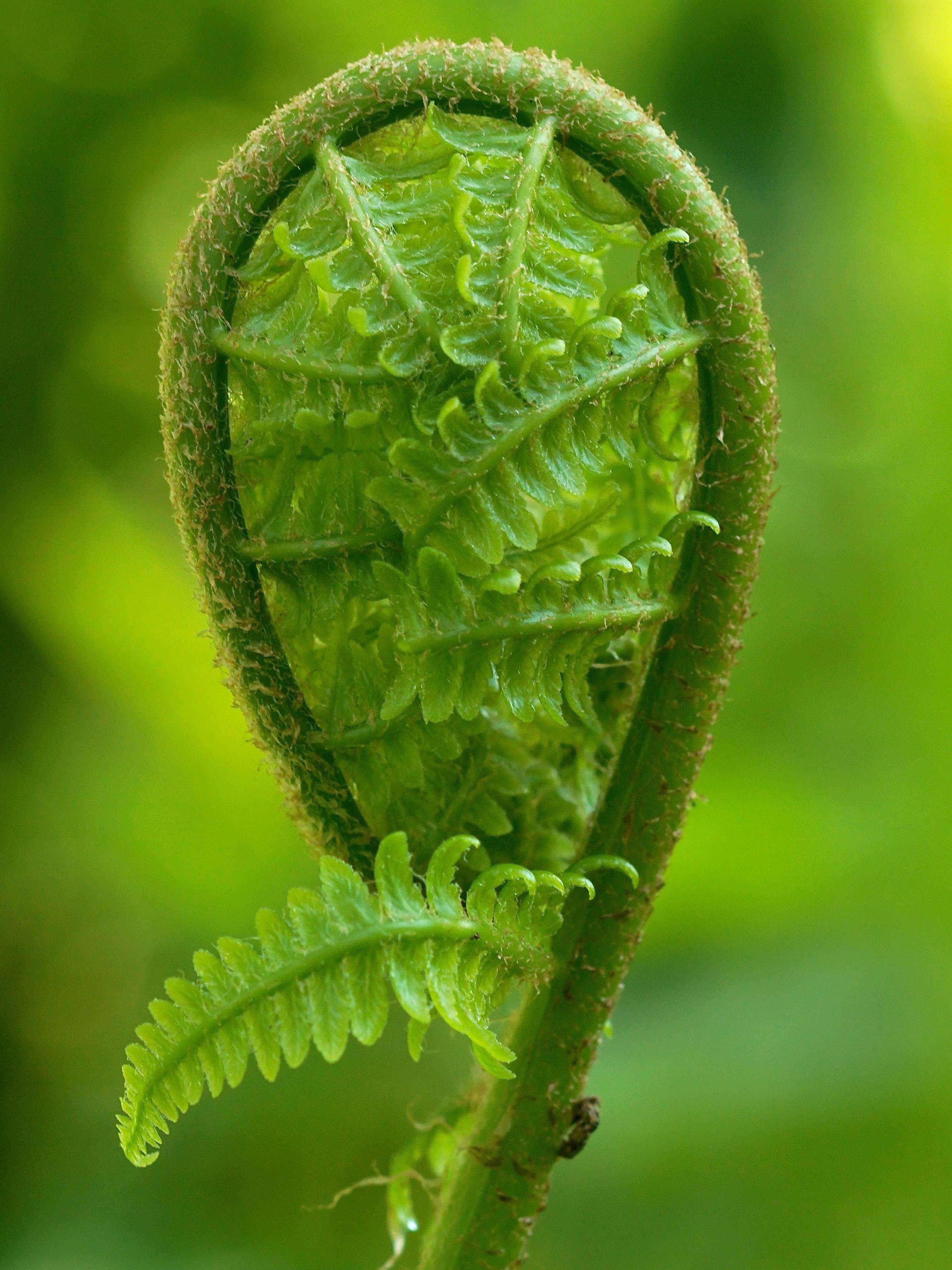 close-up, focus on foreground, food, fern, vascular cryptogams, apple green, fern leaf, leafed, summer, leaves, flora, roll, bright, plant, new life, leaf fern, Phone HD Wallpaper
