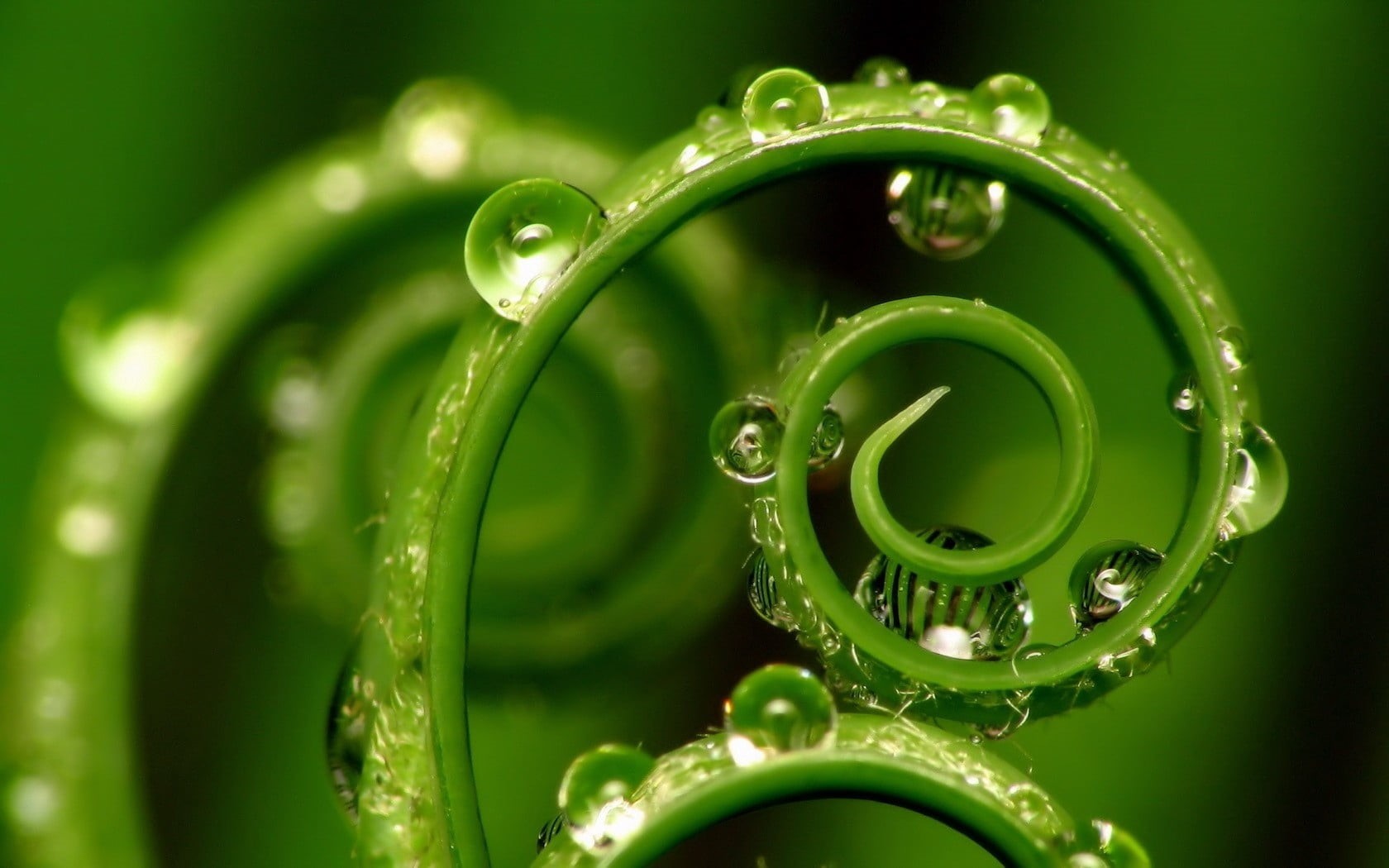curled up, macro, environment, selective focus, green, leaf, indoors, curve, nature, plant, 720P, dew, tendril, shape, abstract, drop, spiral, liquid, HD Wallpaper