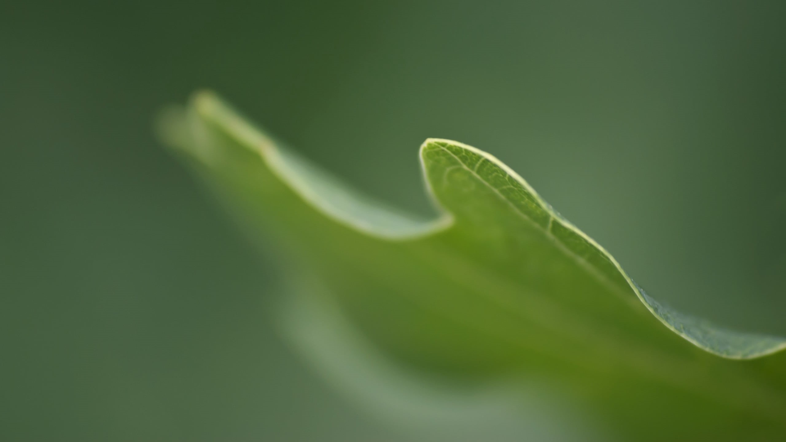 vulnerability, green Color, focus on foreground, wet, grass, day, lush Foliage, leaf, freshness, selective Focus, growth, organic, botany, macro, extreme close-up, HD Wallpaper