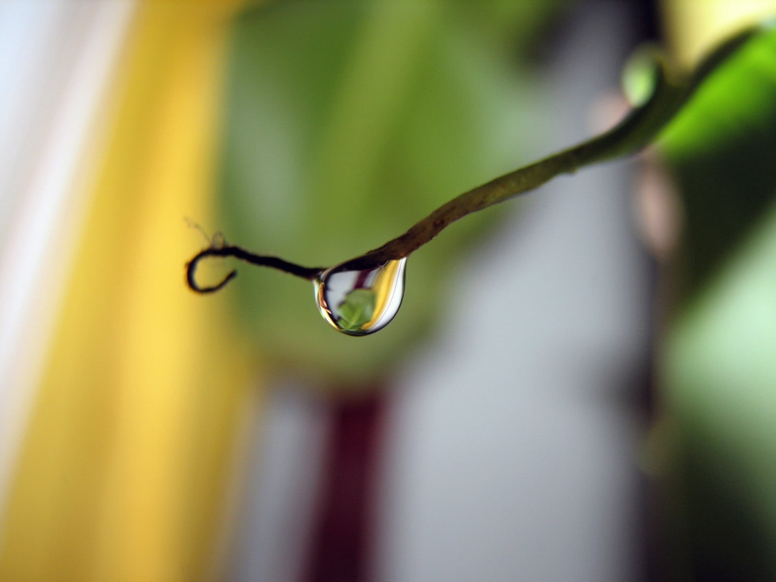 shiny, focus on foreground, single Object, plant, macro, plant part, fragility, light, plant stem, close-up, backgrounds, day, freshness, flower, growth, HD Wallpaper