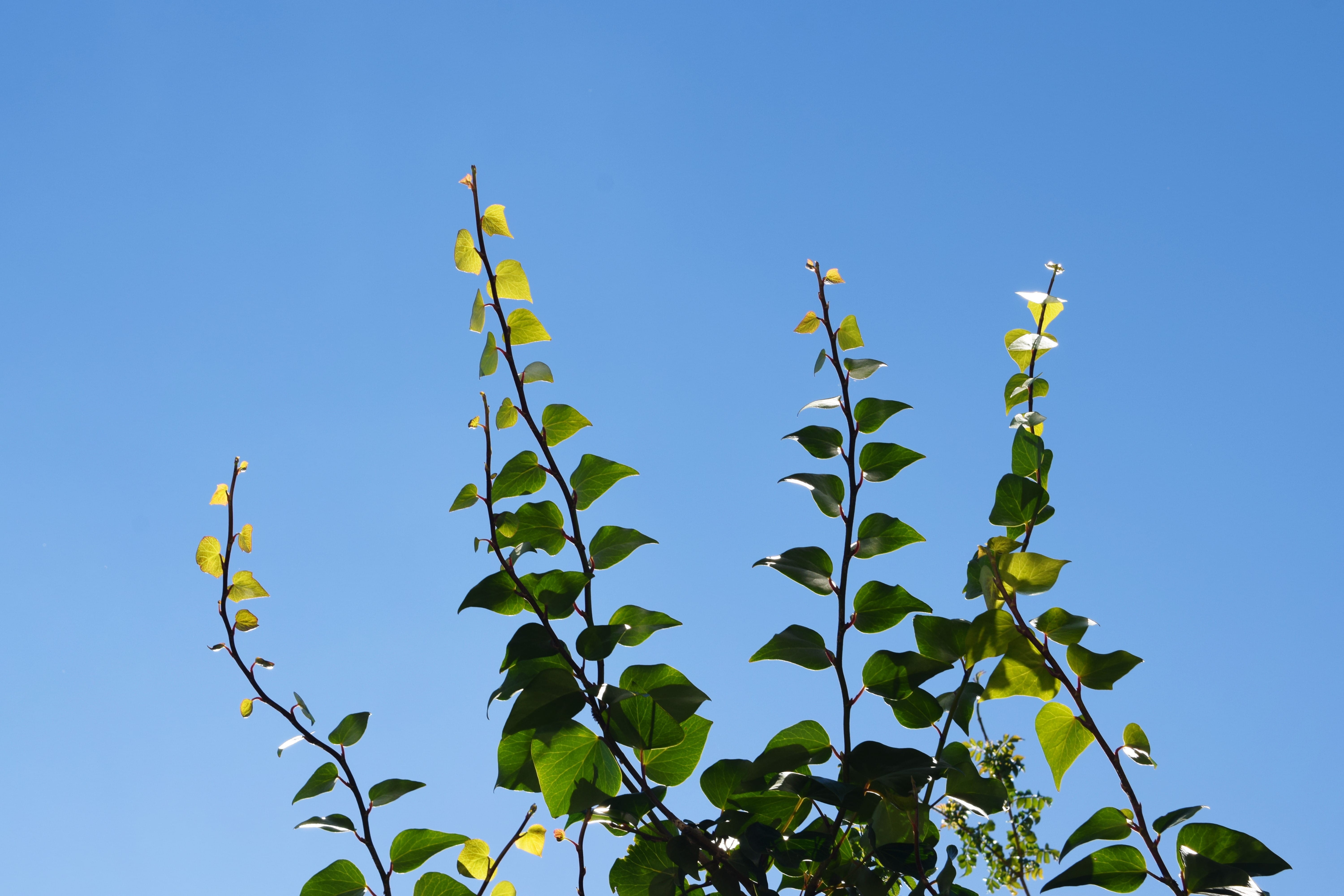upward, azul, freshness, groen, plant part, growth, blue, plant, tree, blu, tendrils, clear sky, low angle view, cape town, branches, food, green color, HD Wallpaper
