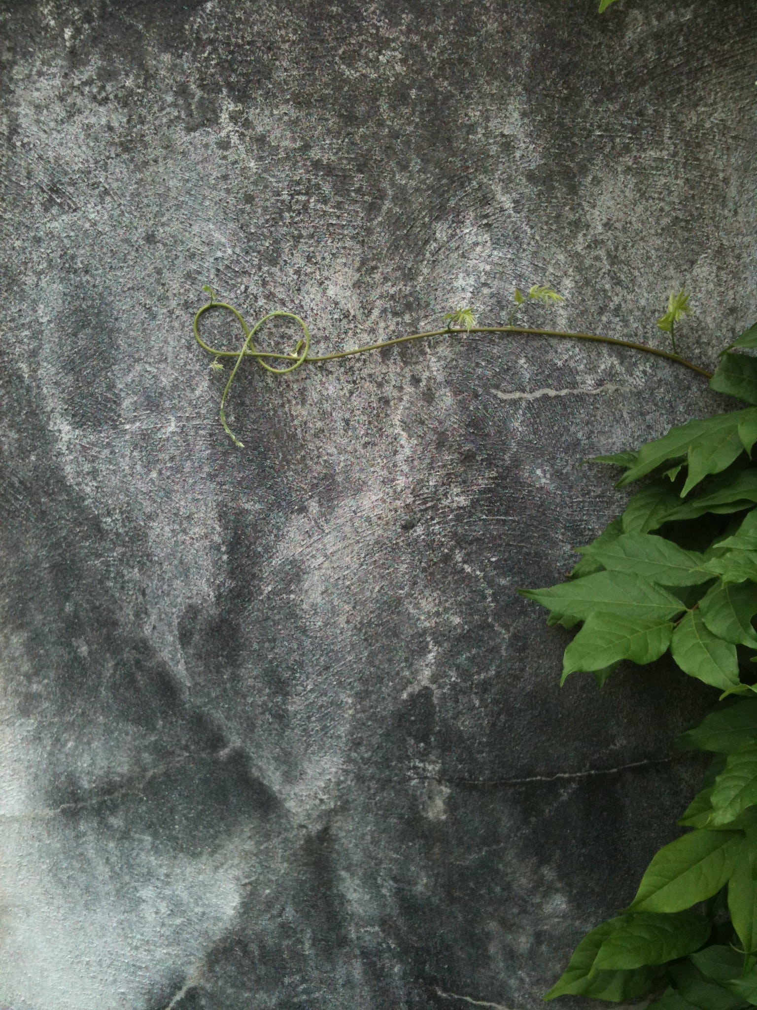 Wall, nature, growth, textured, wall - building feature, green, courage, close-up, grey, pattern, lonely, directly above, 1080P, plant, leaf, cement, concrete, Phone HD Wallpaper
