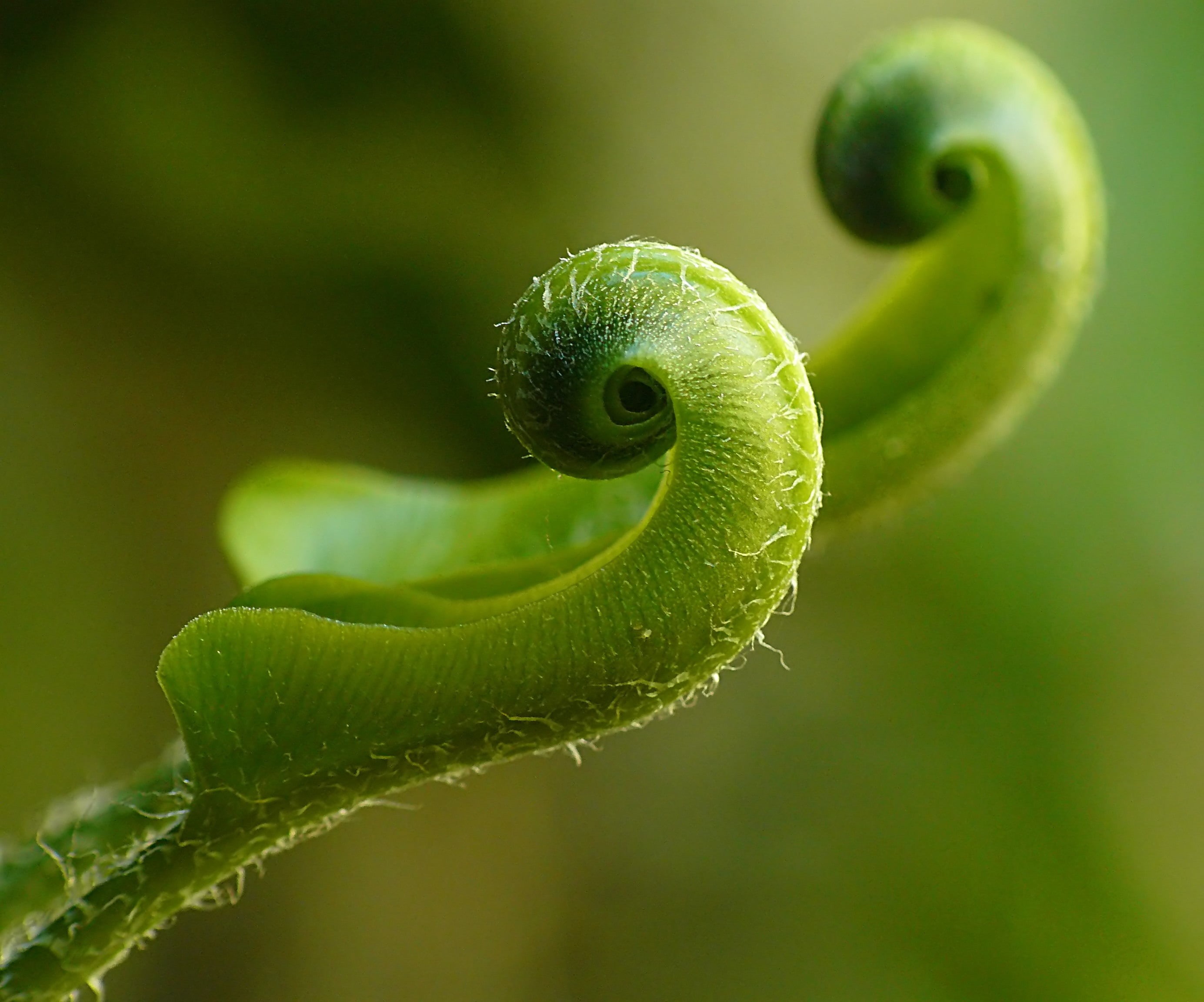 selective focus, nature, green Color, environment, focus on foreground, growth, beauty In Nature, extreme close-up, curled up, macro, plant part, dew, spiral, HD Wallpaper
