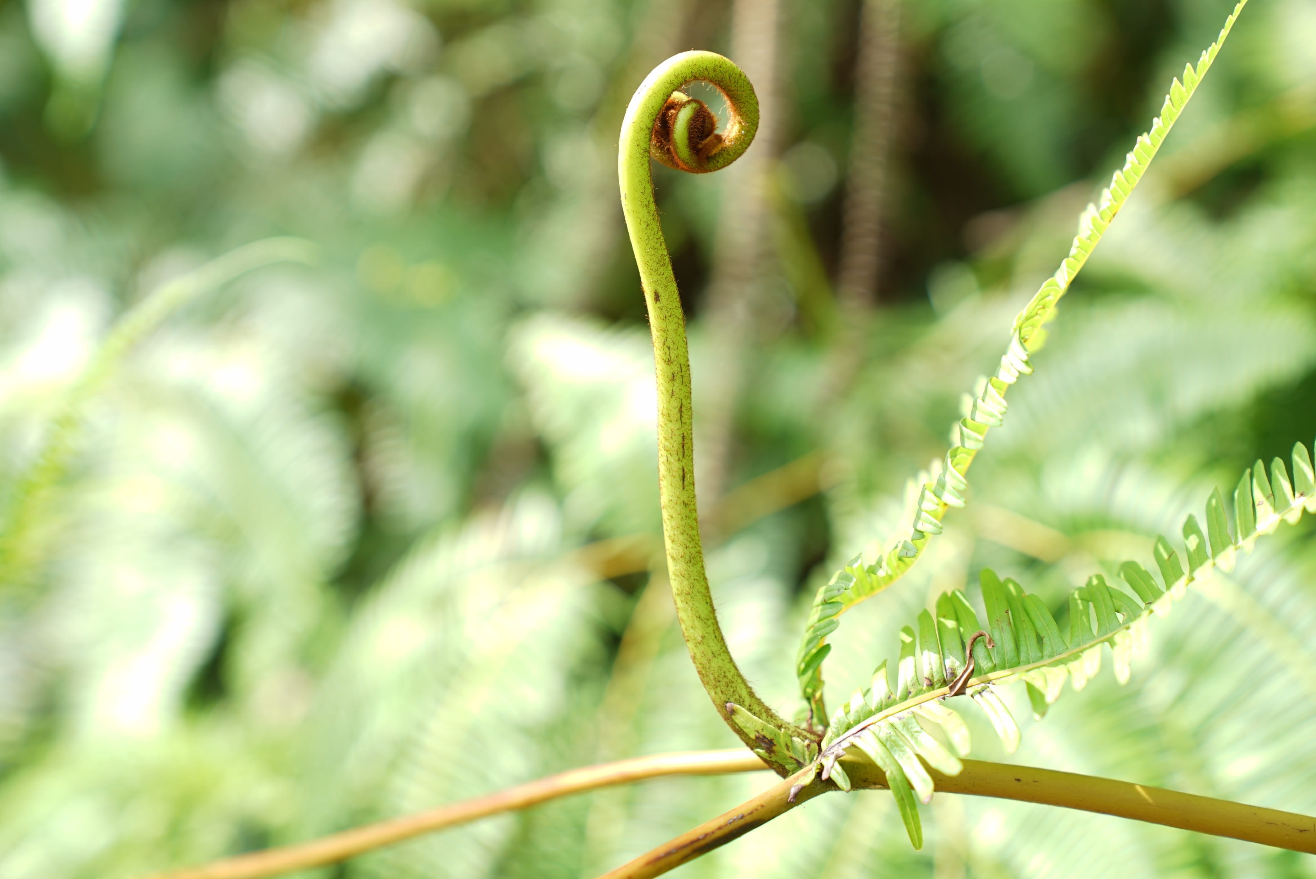plant, outdoors, 4K, growth, macro, nature, green color, tropical jungle, curled up, ferns, tendril, beauty in nature, exaltata, plant part, freshness, HD Wallpaper