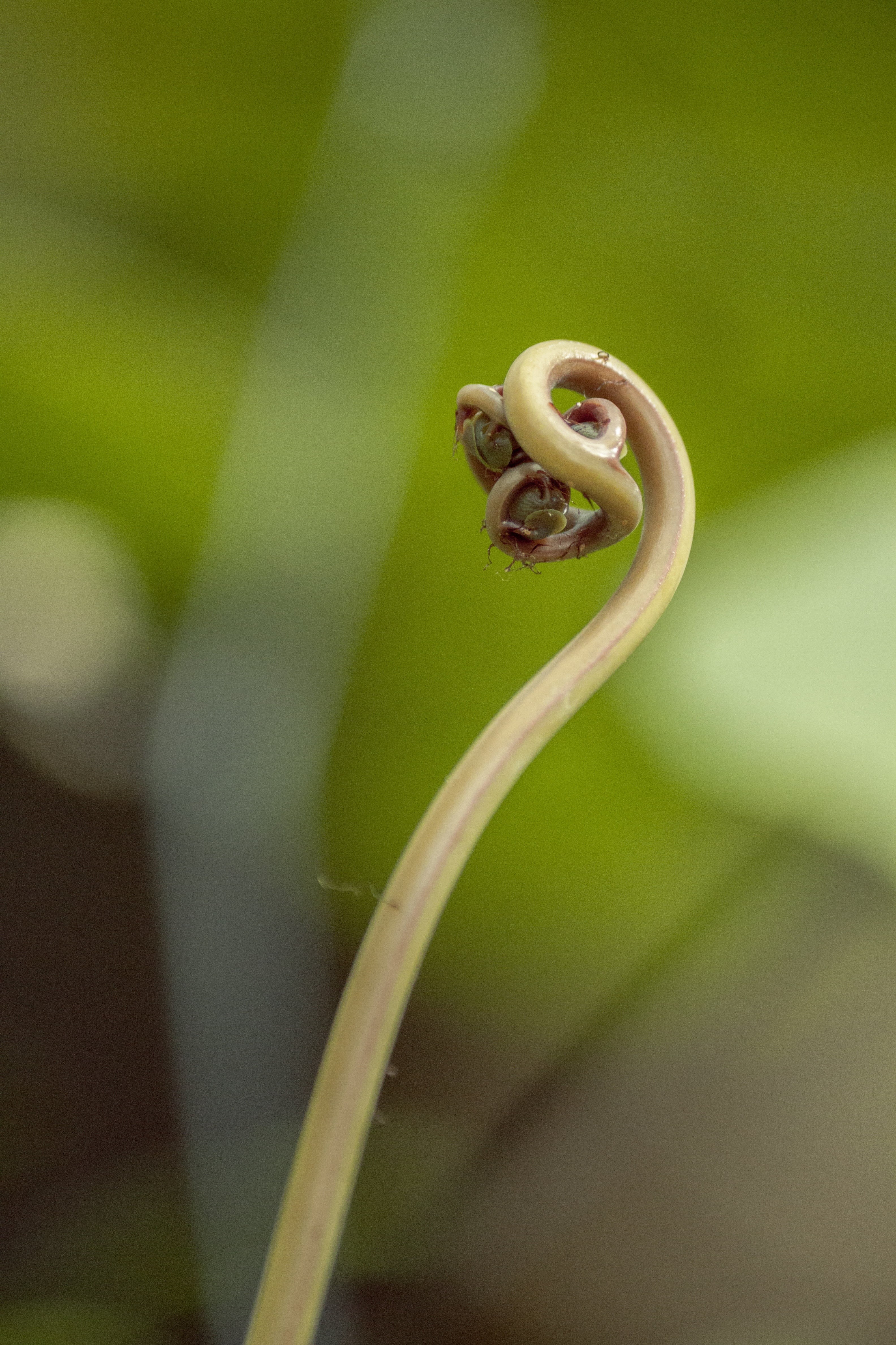 background, animals in the wild, vulnerability, tropical, exotic, blur, animal themes, gastropod, spiral, fragility, strange, selective focus, curl, green, Phone HD Wallpaper
