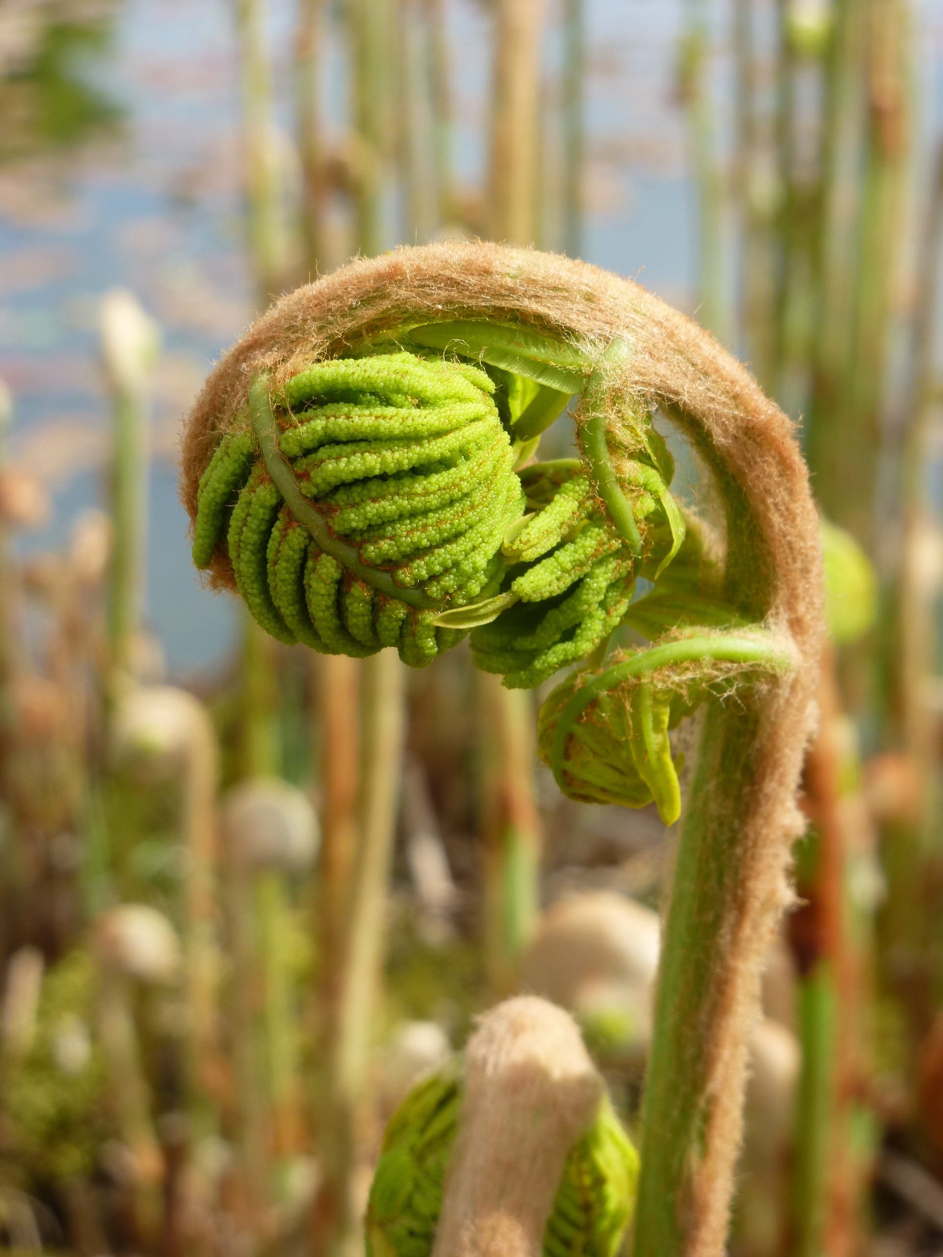 botanical, outdoors, botany, frond, wild, no people, focus on foreground, vegetation, selective focus, Plant, Growth, spiral, close-up, curled up, Spring, Phone HD Wallpaper