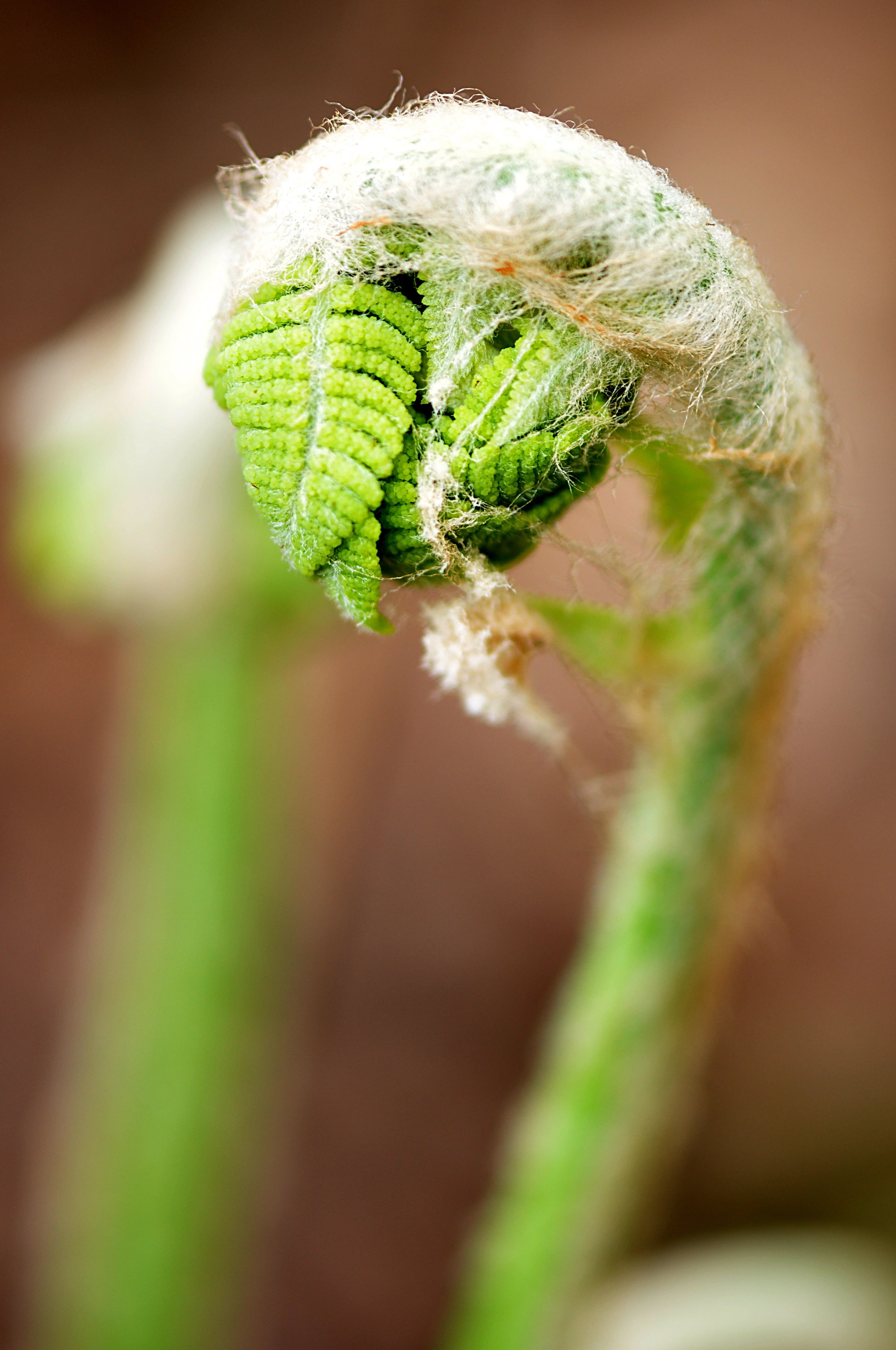 outdoors, organic, ferns, food, environment, pattern, nature, light, flower, green, forest, park, stems, plant stem, bud, chlorophyll, springtime, wild, Phone HD Wallpaper
