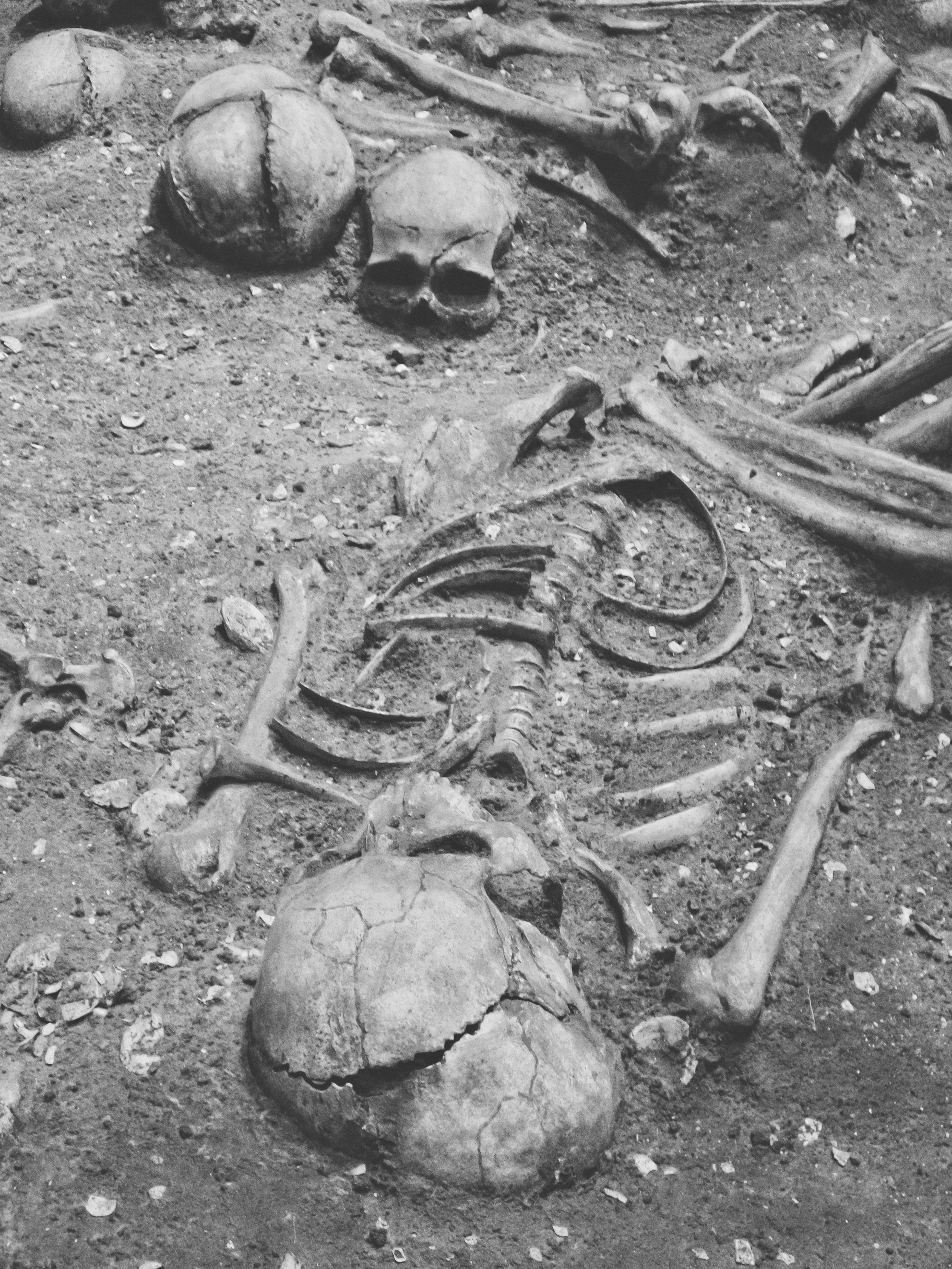 corpses, massacre, dark, black, morbid, outdoors, history, bones, morbidity, resolution, low, field, 5K, day, nature, skull, close-up, human skeleton, Phone HD Wallpaper