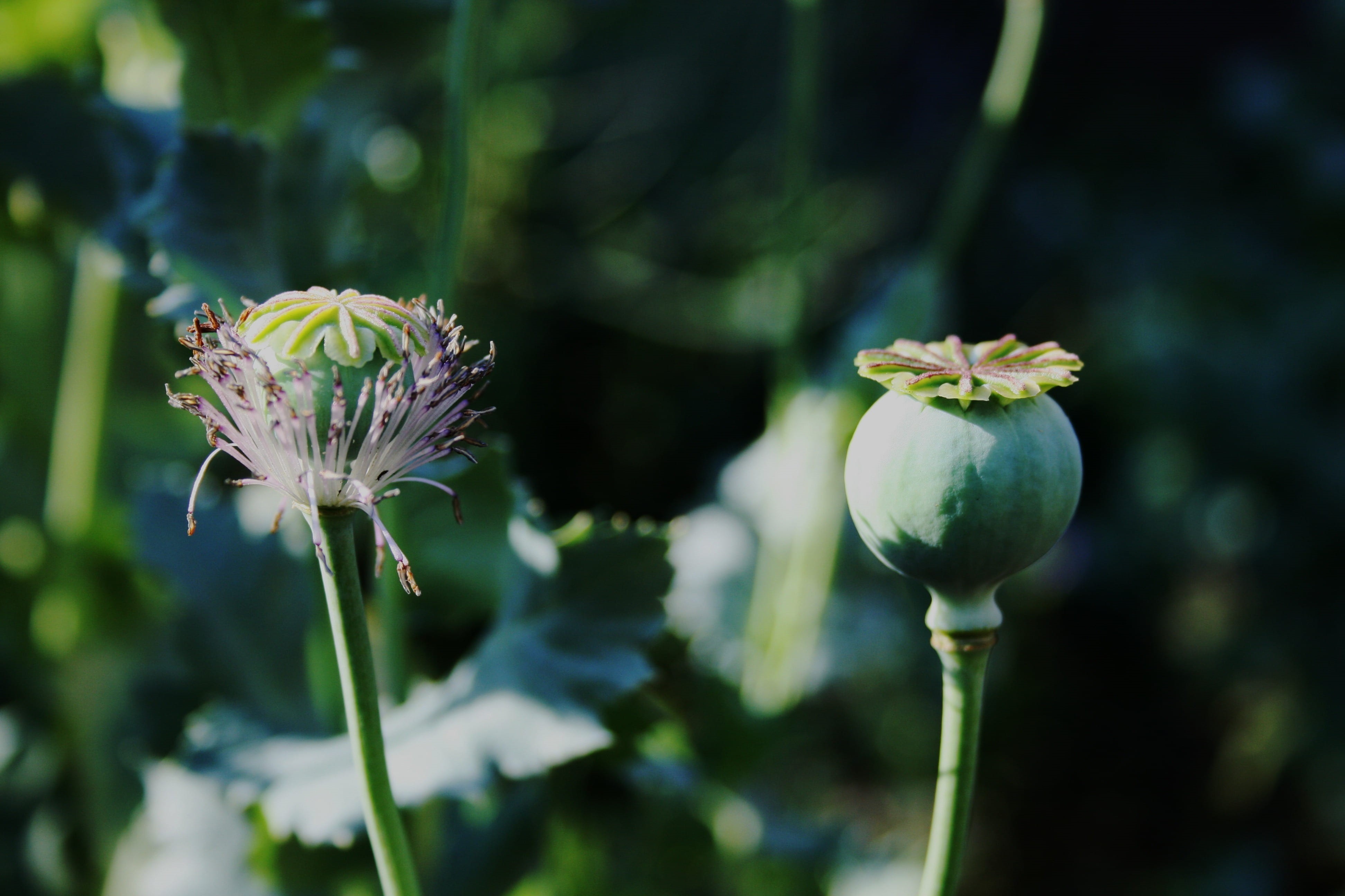 bud, growth, 4K, seedpod, plant stem, focus on foreground, flower head, plant, beauty in nature, remnant of bloom, fragility, inflorescence, no people, HD Wallpaper