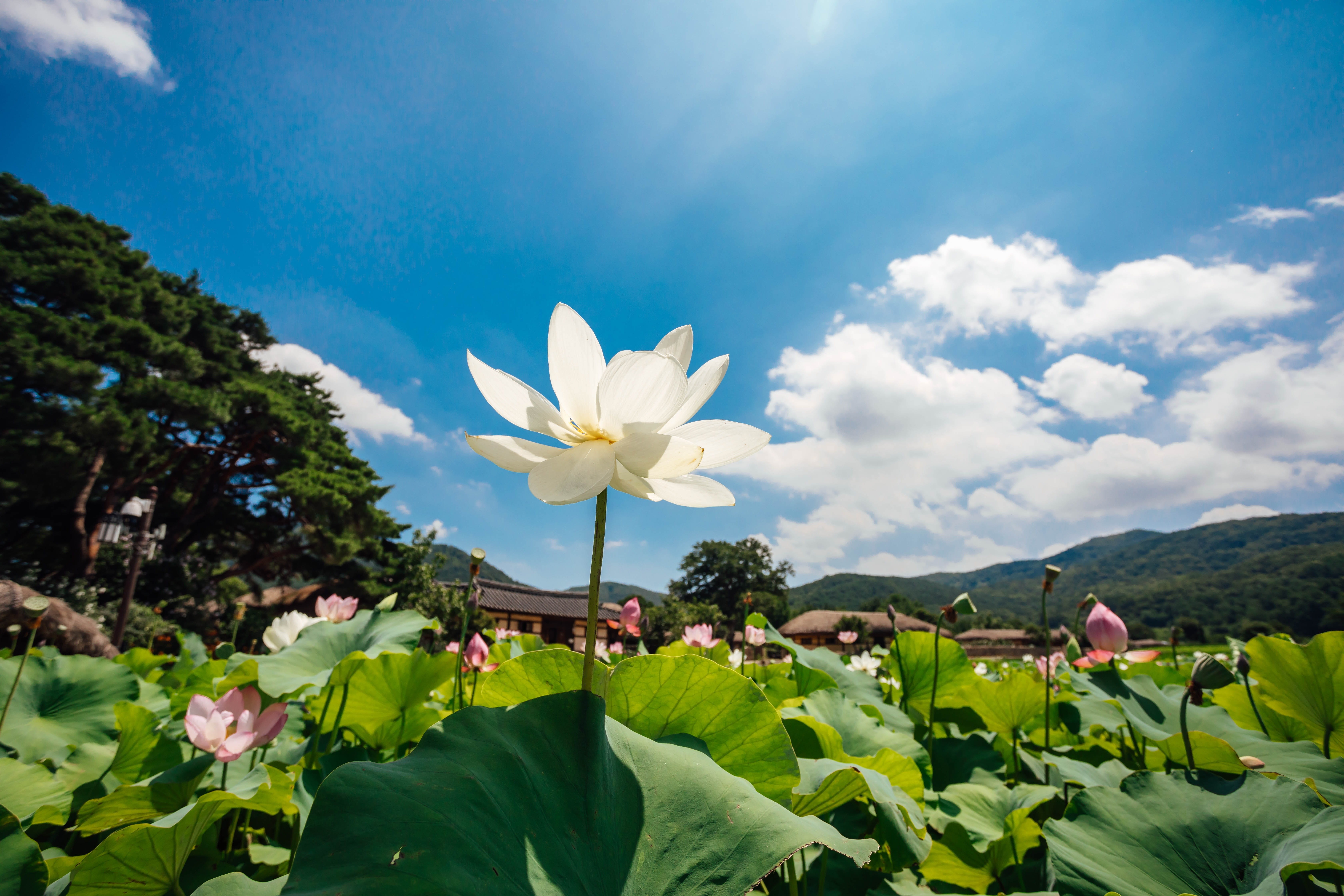flowering plant, plant, white color, sunlight, sky, freshness, lotus water lily, fragility, flower, flower head, petal, day, vulnerability, cloud, growth, HD Wallpaper
