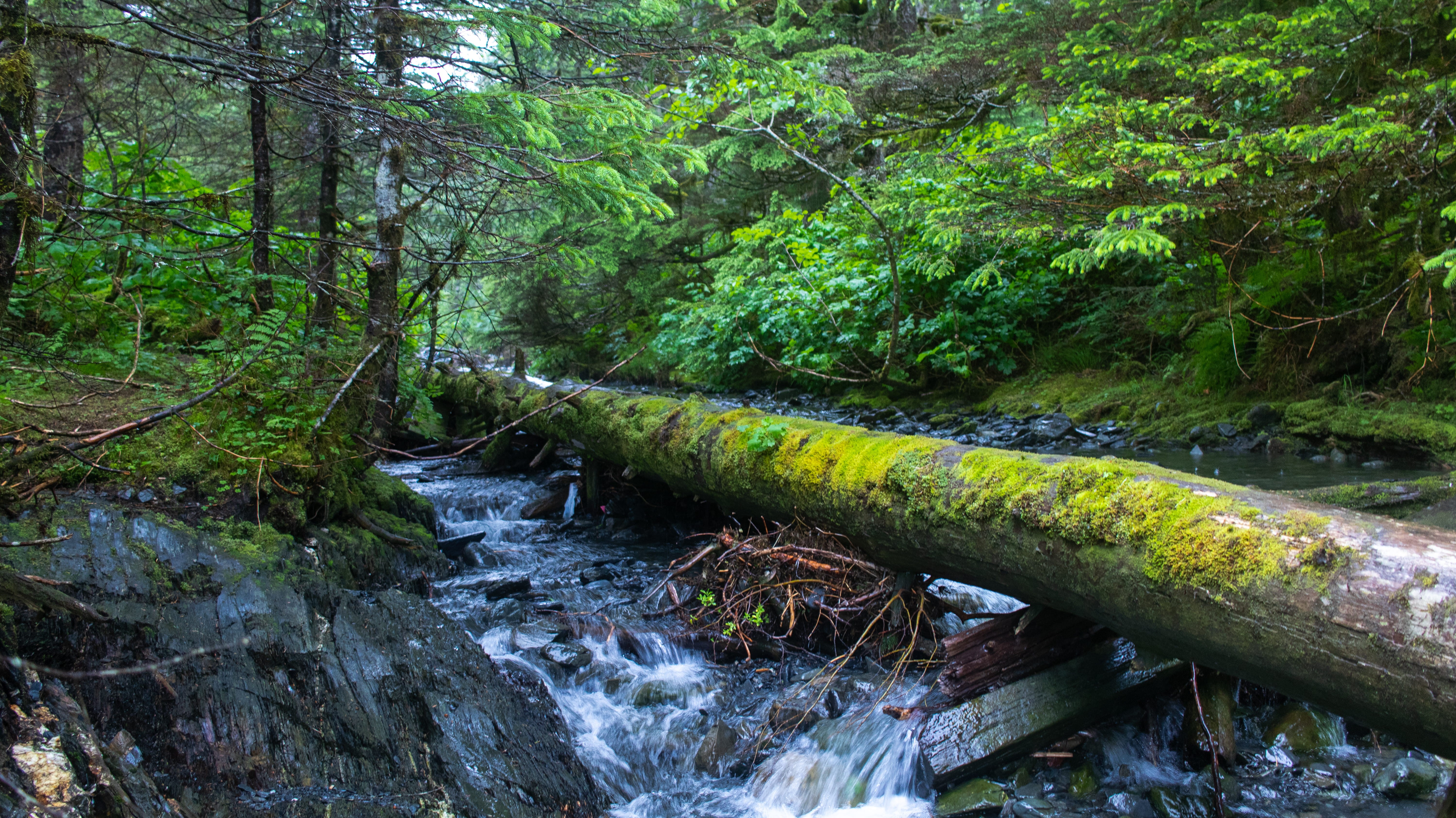 flowing, water fall, land, day, tranquil scene, no people, green color, 5K, whittier, creek, alaska, tranquility, woods, tree, flowing water, beauty in nature, HD Wallpaper