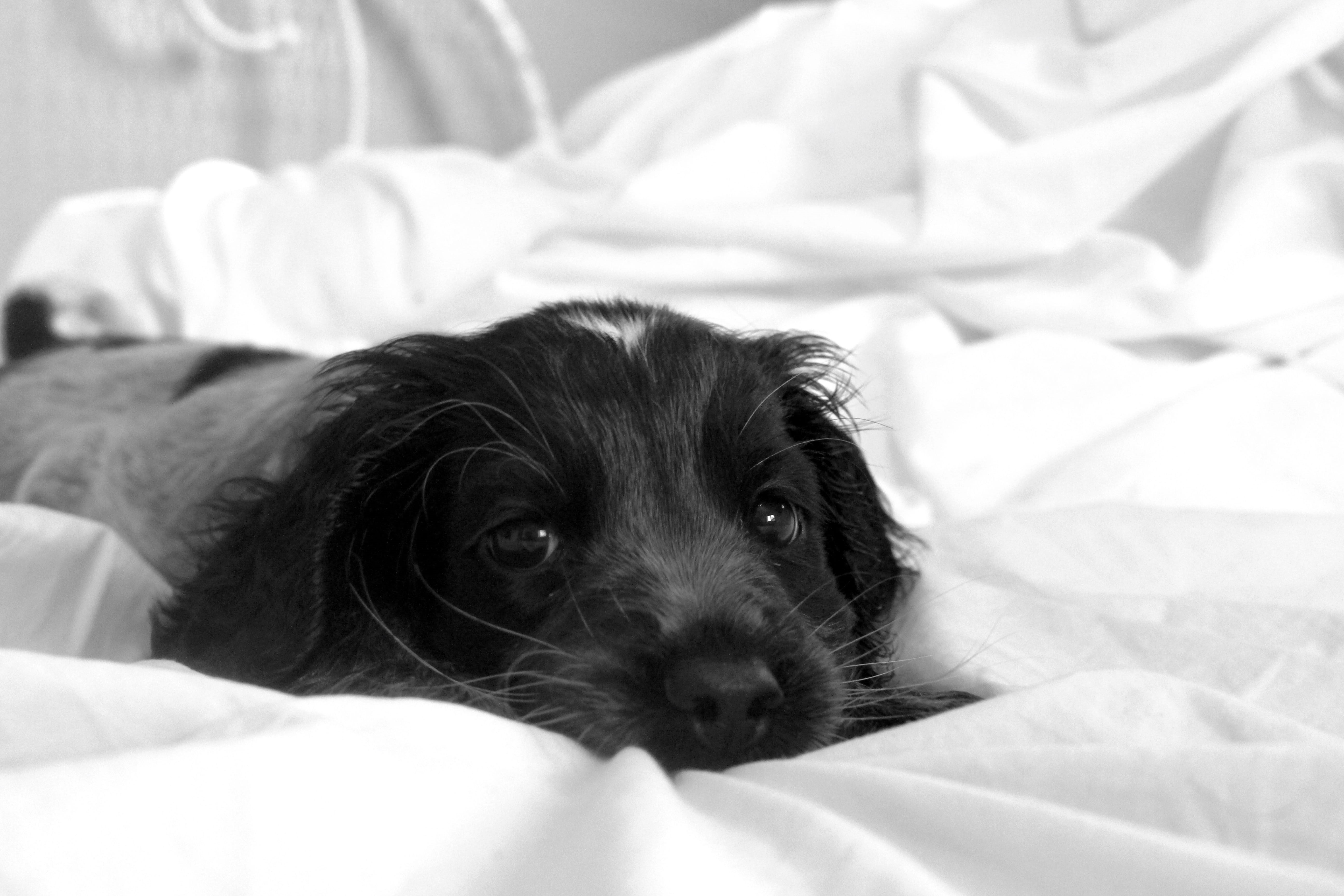 mammal, cute, black, animal head, puppy eyes, moreton hall health club, no people, small, relaxation, furniture, 5K, cocker spaniel, white, duvet, looking at camera, HD Wallpaper