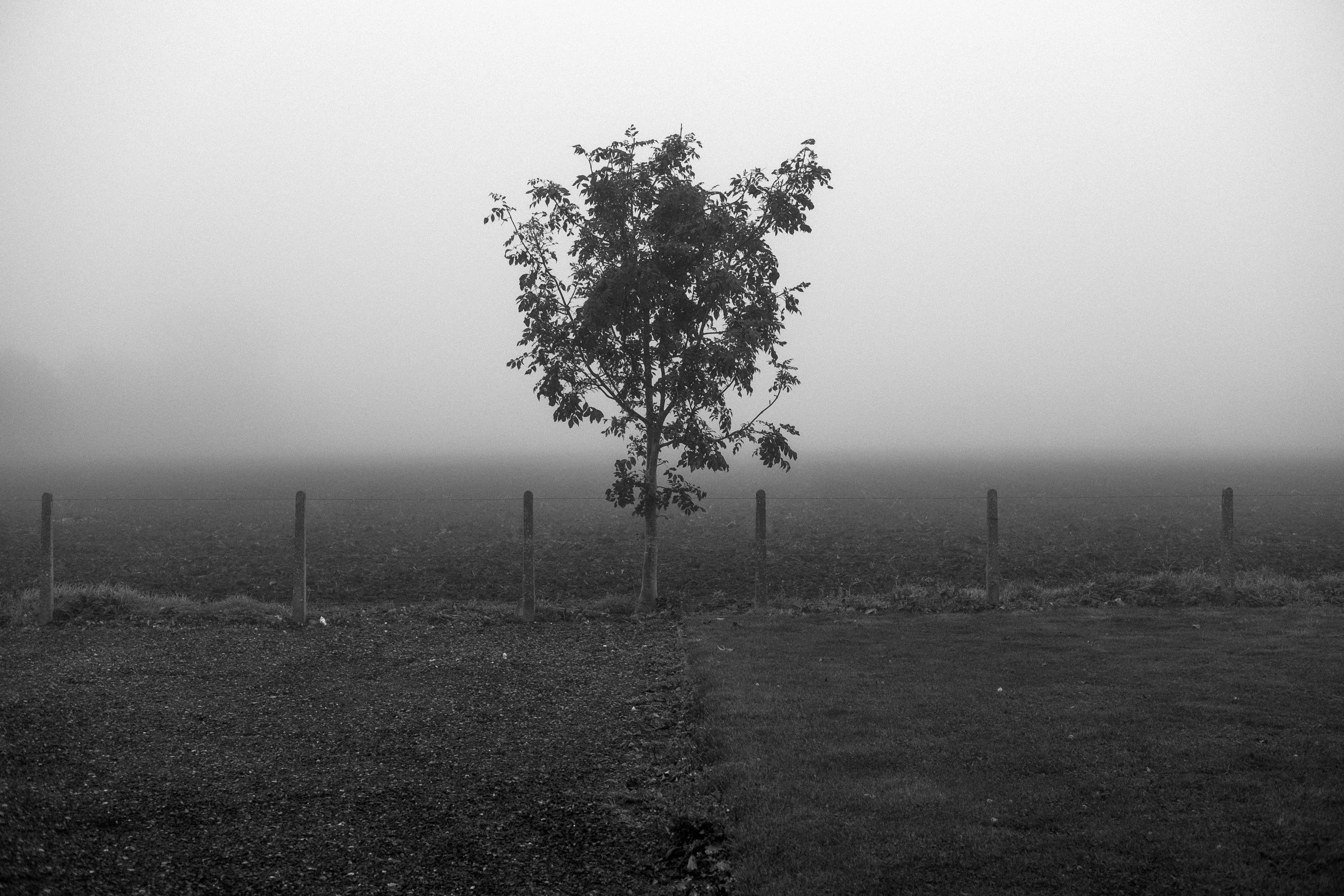fog, 4K, blackandwhite, pollution, mystery, field, smog, grass, moody, tree, tranquility, land, united kingdom, non-urban scene, bury saint edmunds, clean, HD Wallpaper