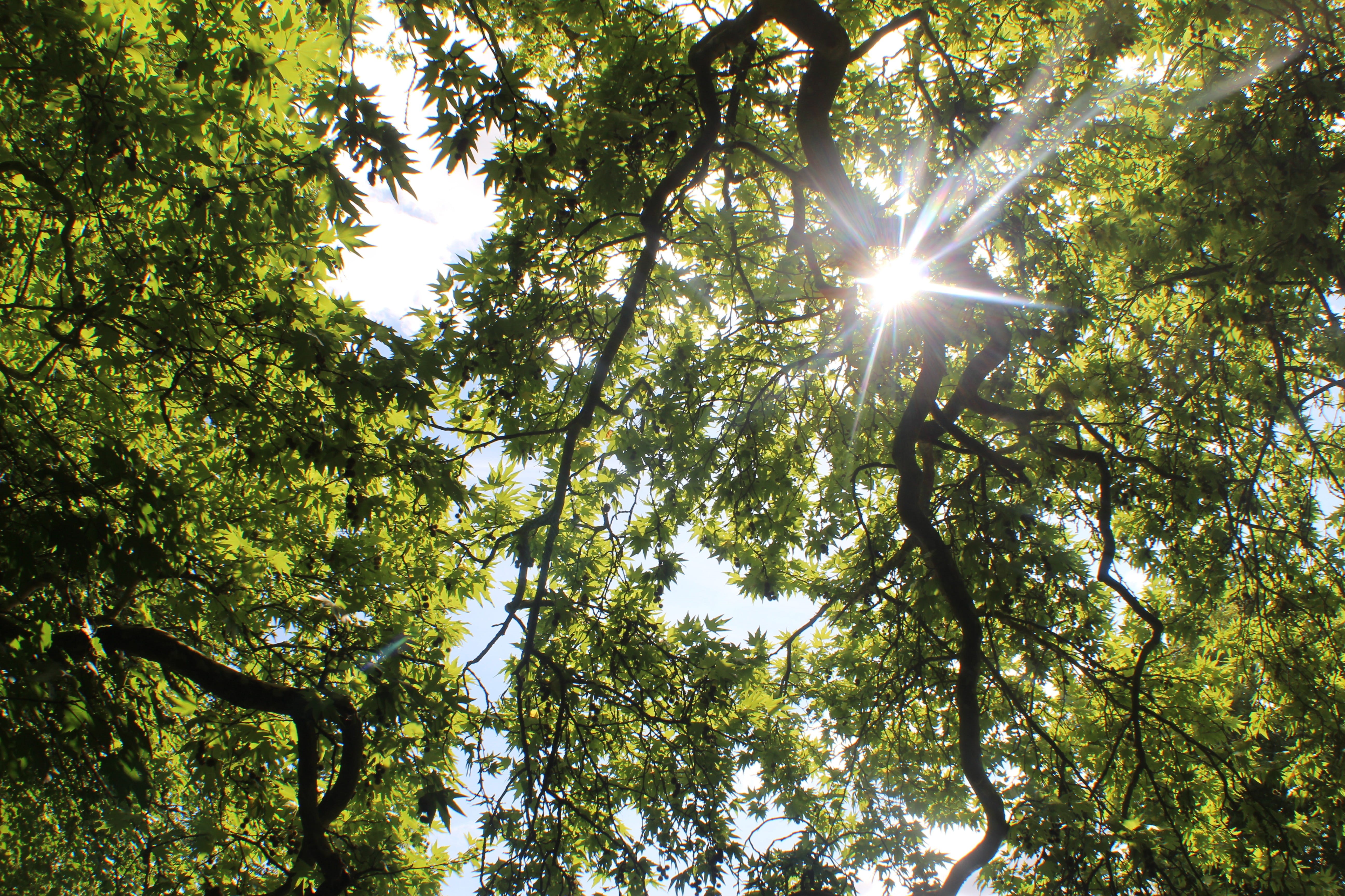 leaves, low angle view, nature, high, sunshine, greenery, lens flare, sunbeam, tree canopy, hardwick heath, no people, solar flare, bury saint edmunds, HD Wallpaper